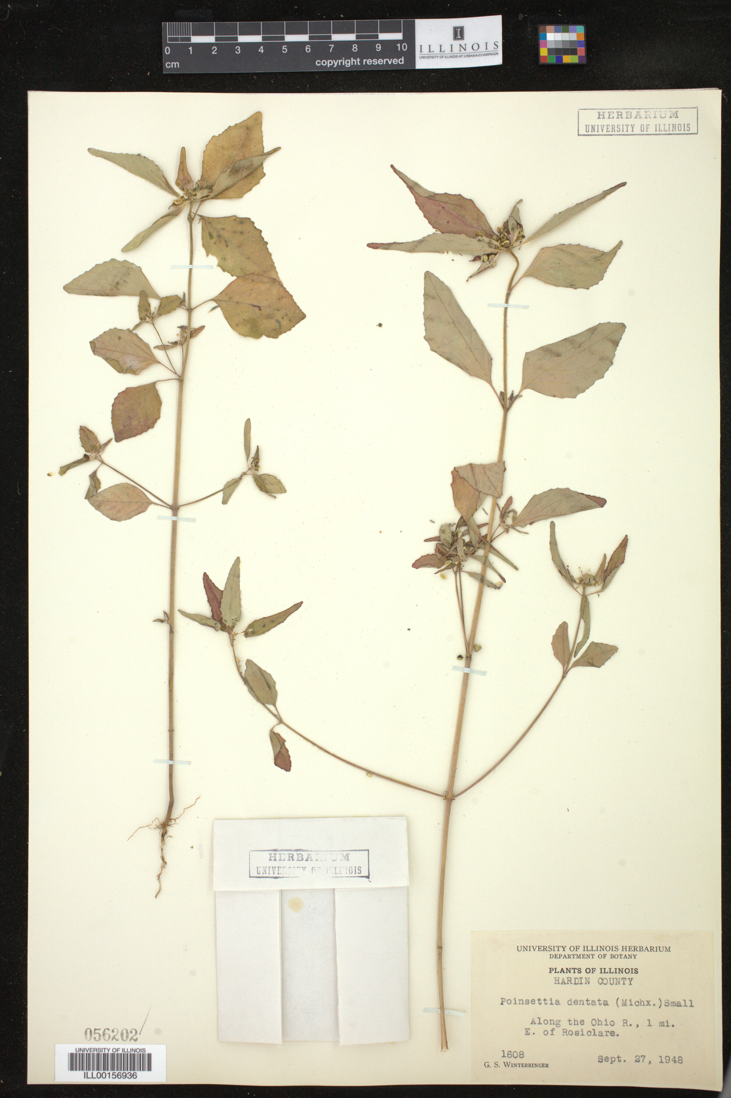 Euphorbia dentata image