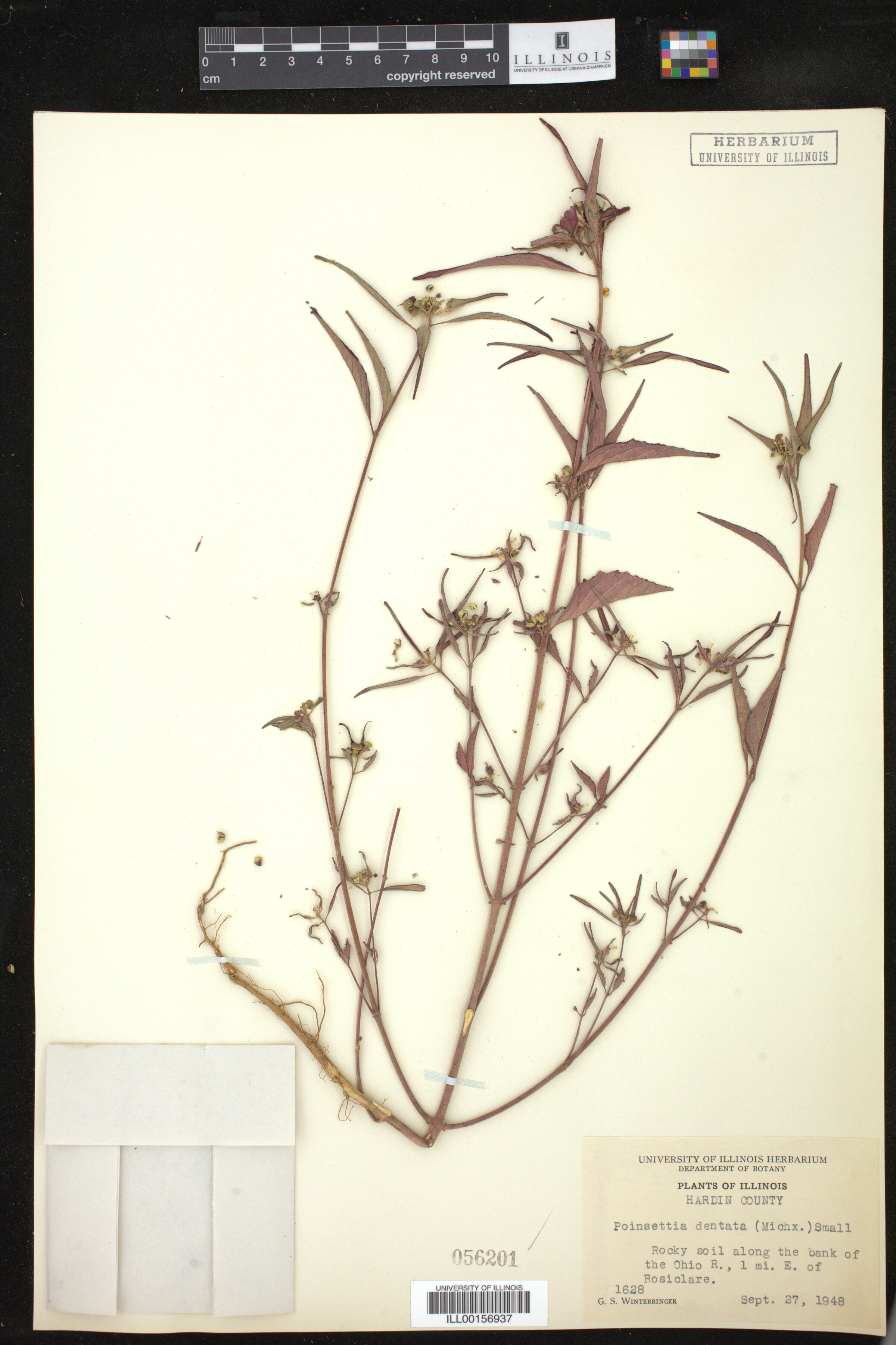 Euphorbia dentata image