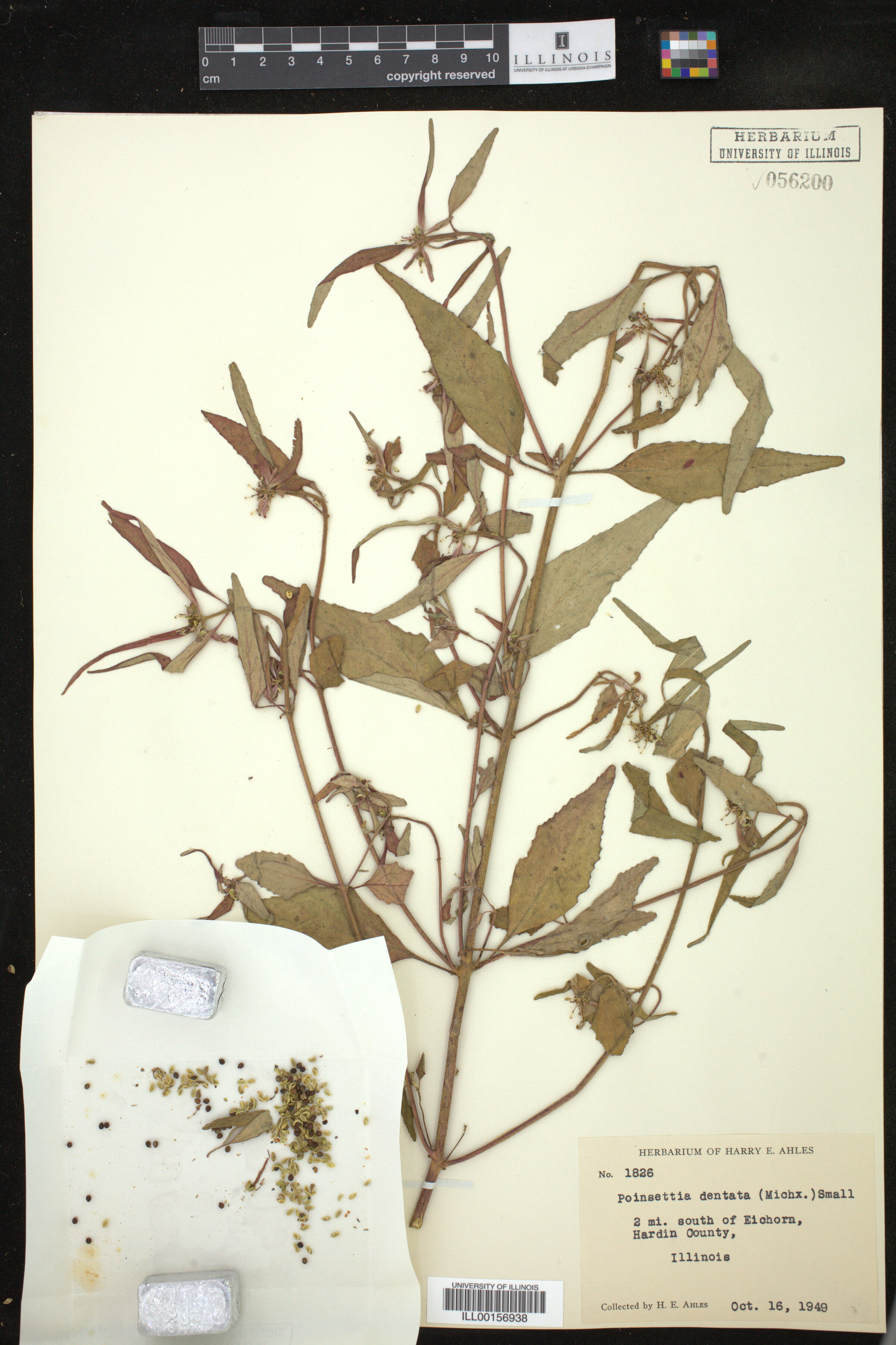 Euphorbia dentata image