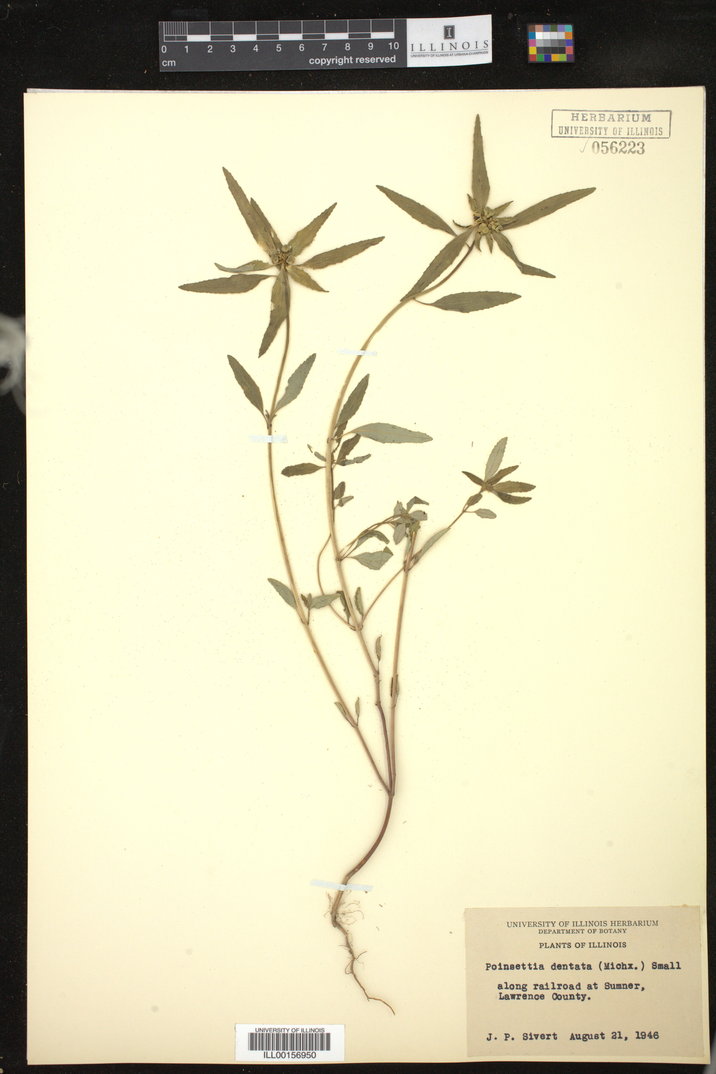 Euphorbia dentata image