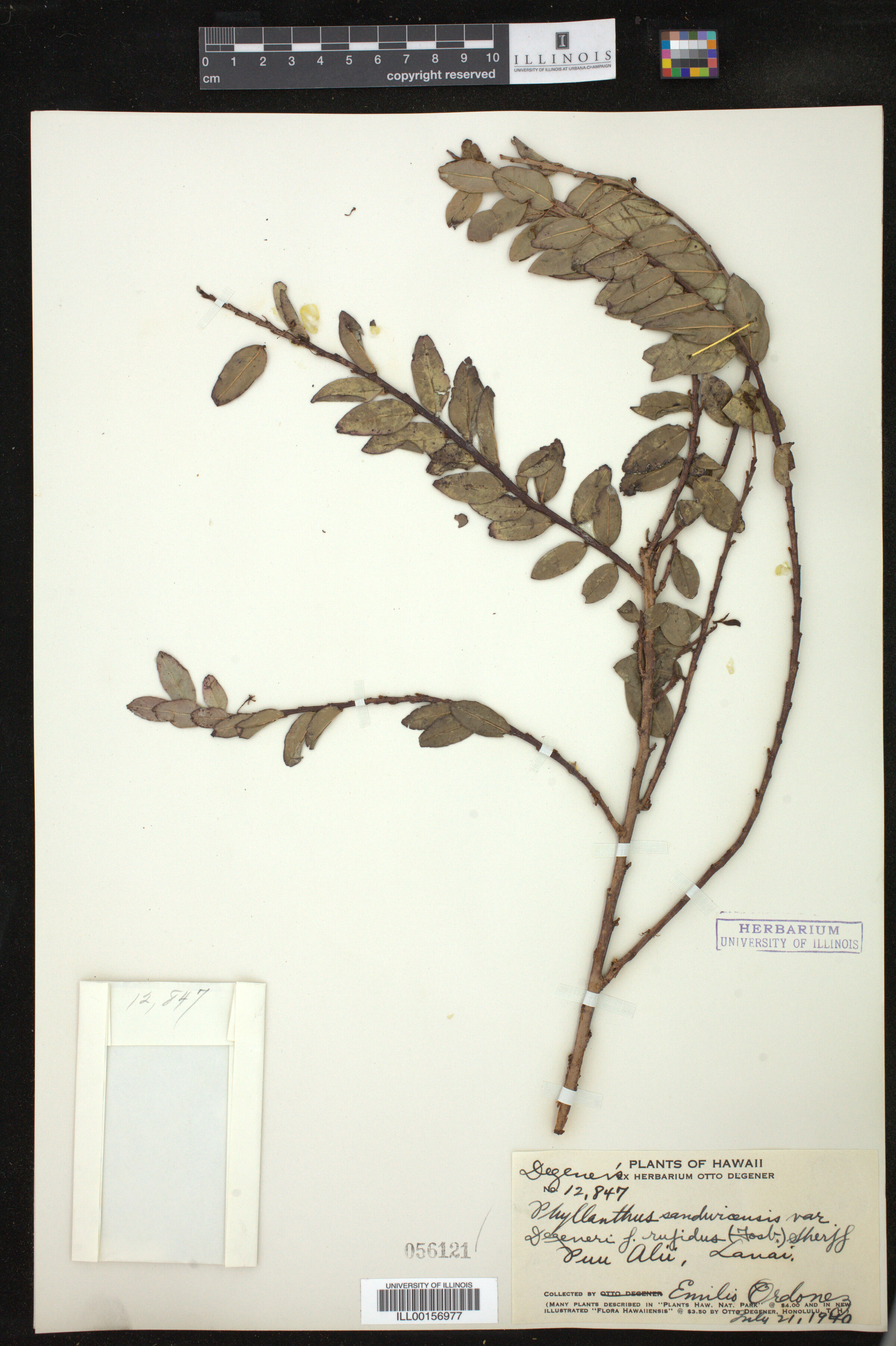 Phyllanthus distichus image