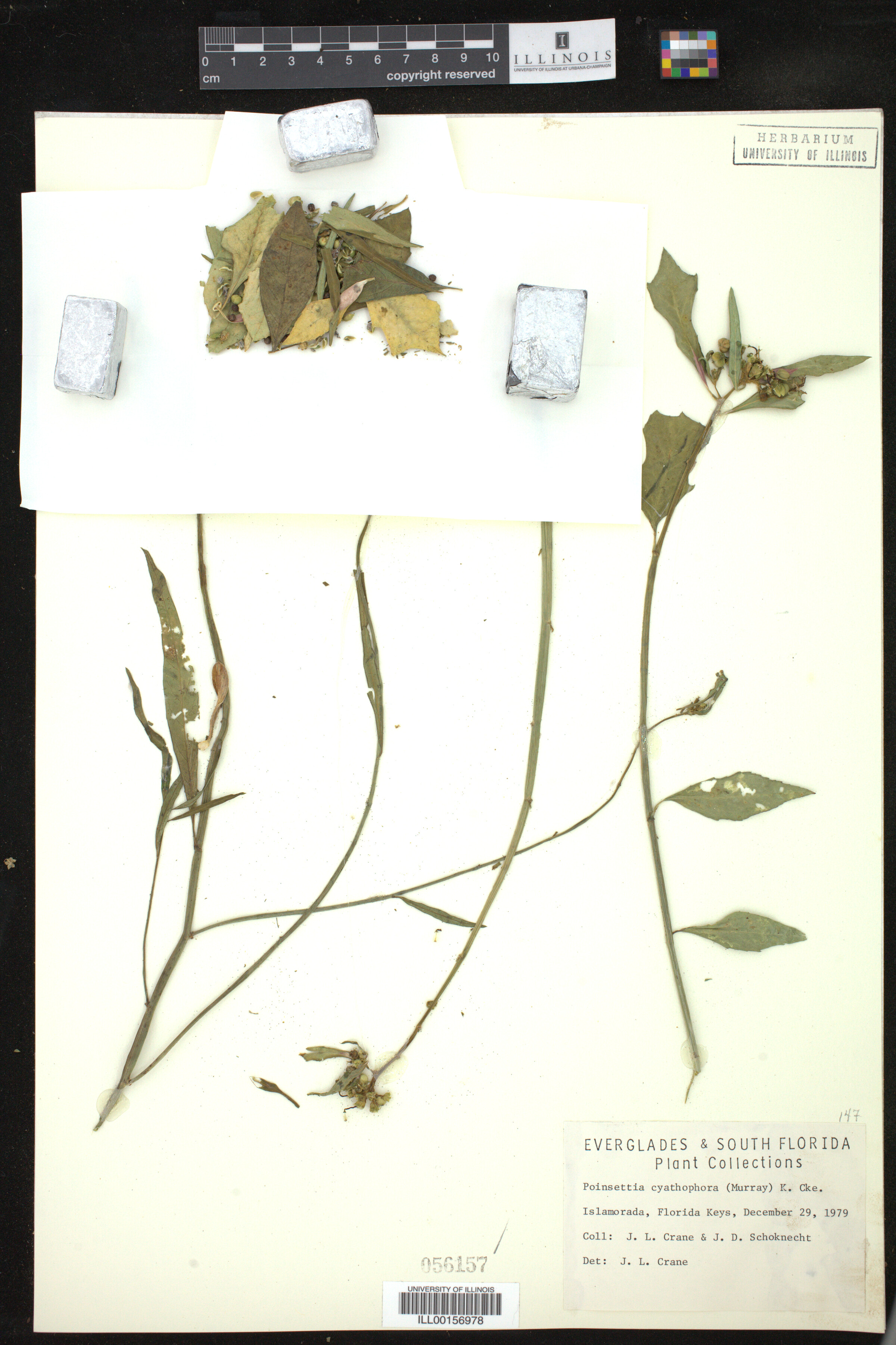 Euphorbia cyathophora image