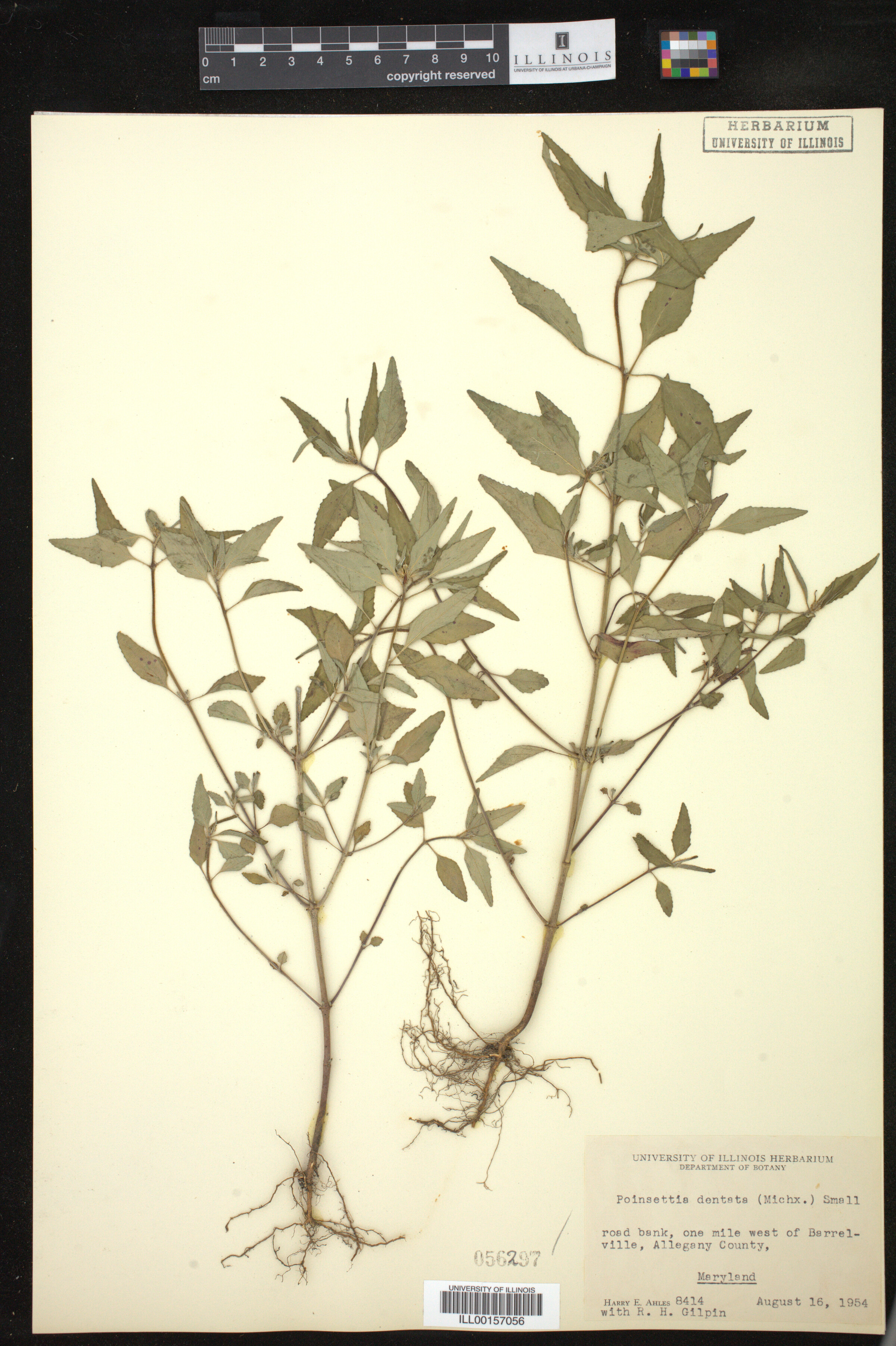 Euphorbia dentata image