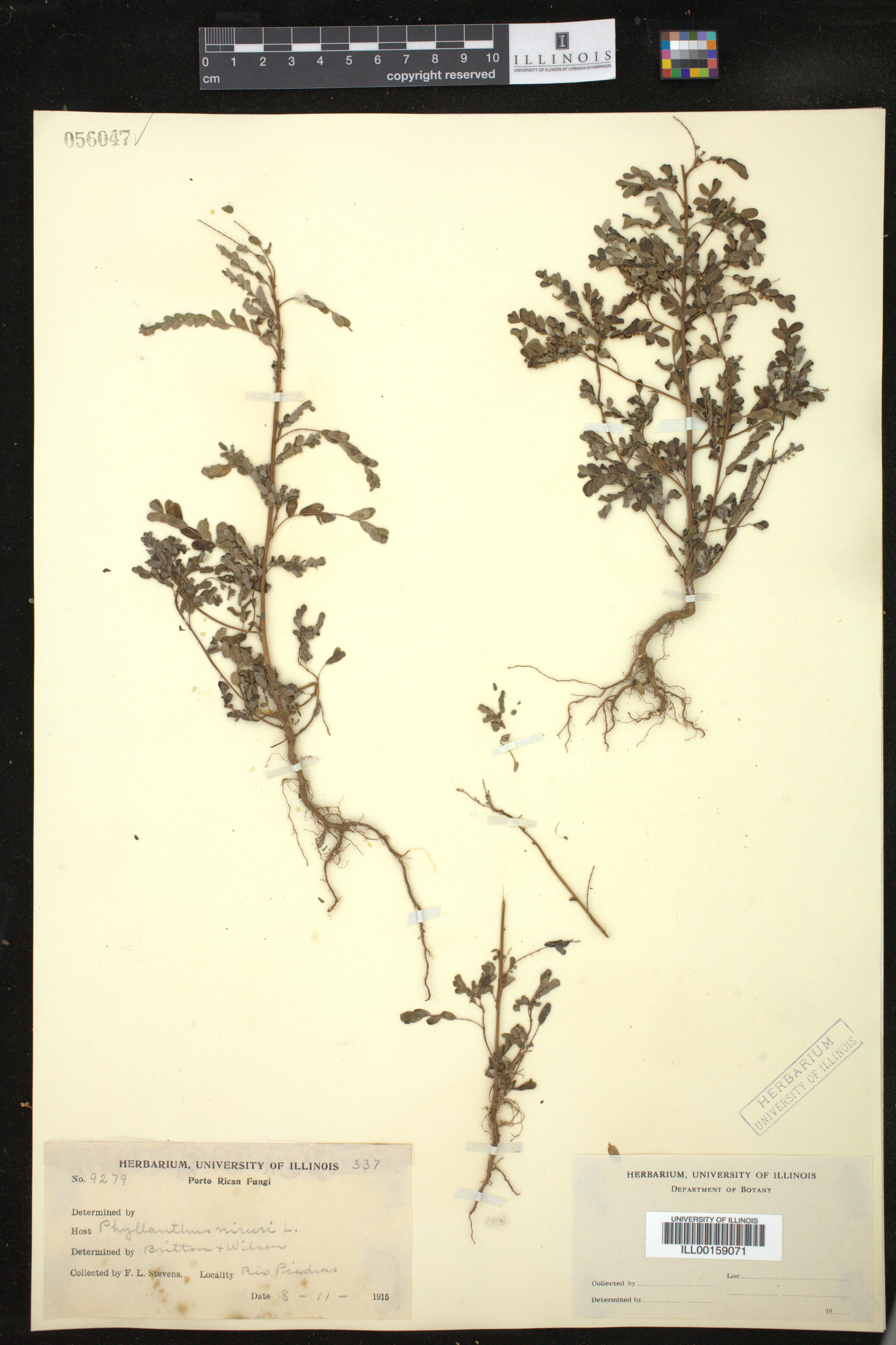 Phyllanthus niruri image