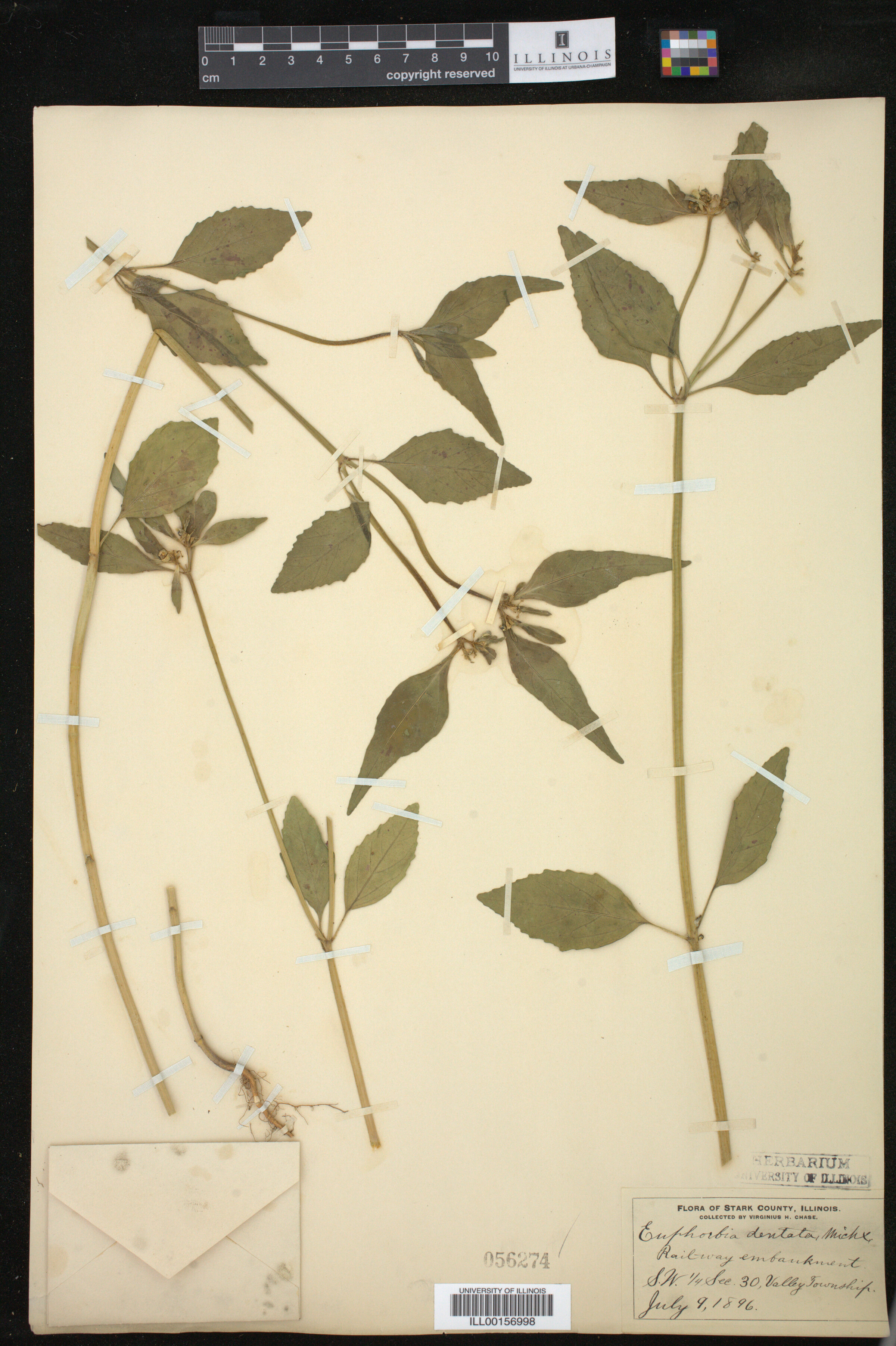 Euphorbia dentata image