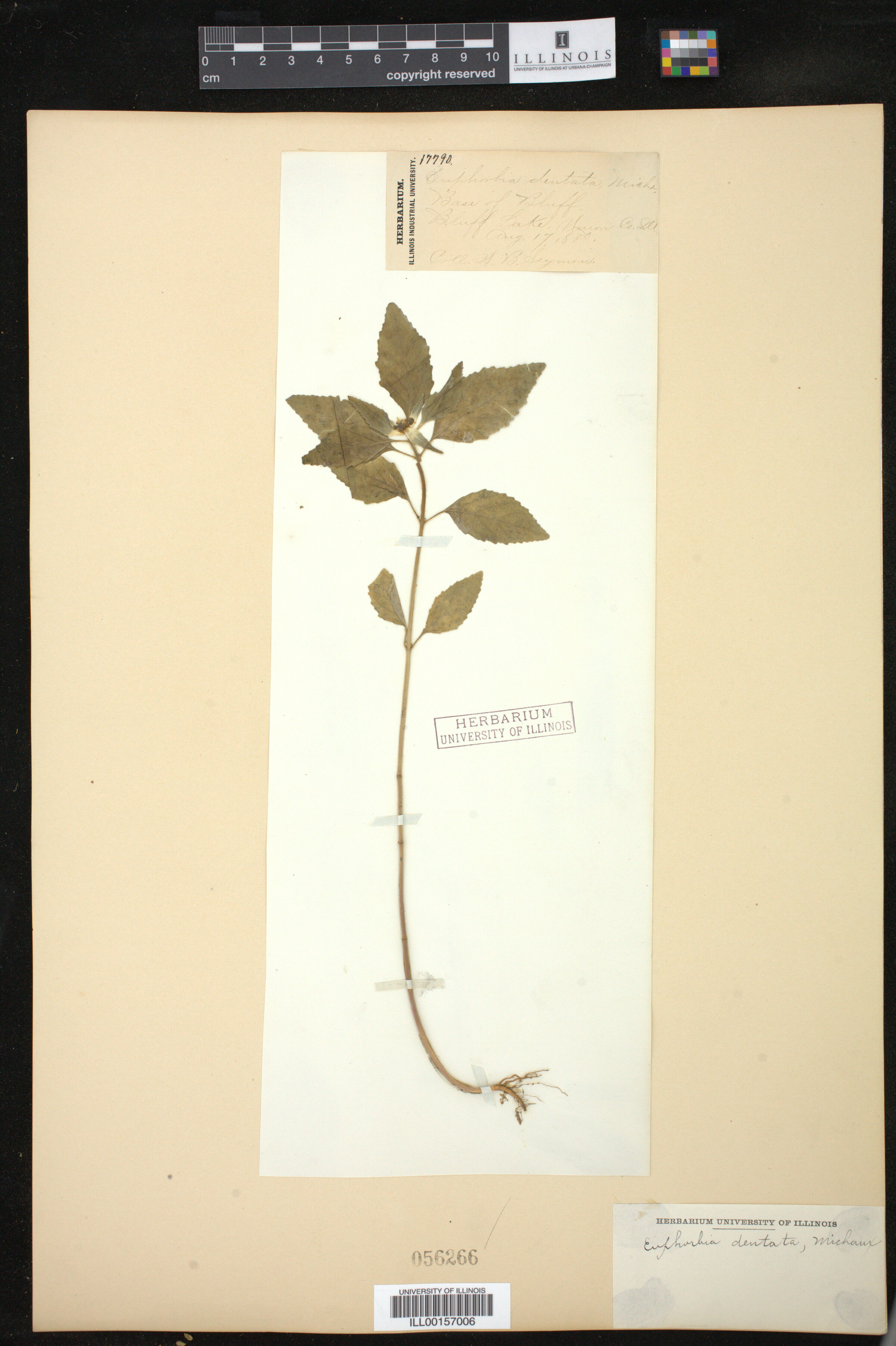 Euphorbia dentata image