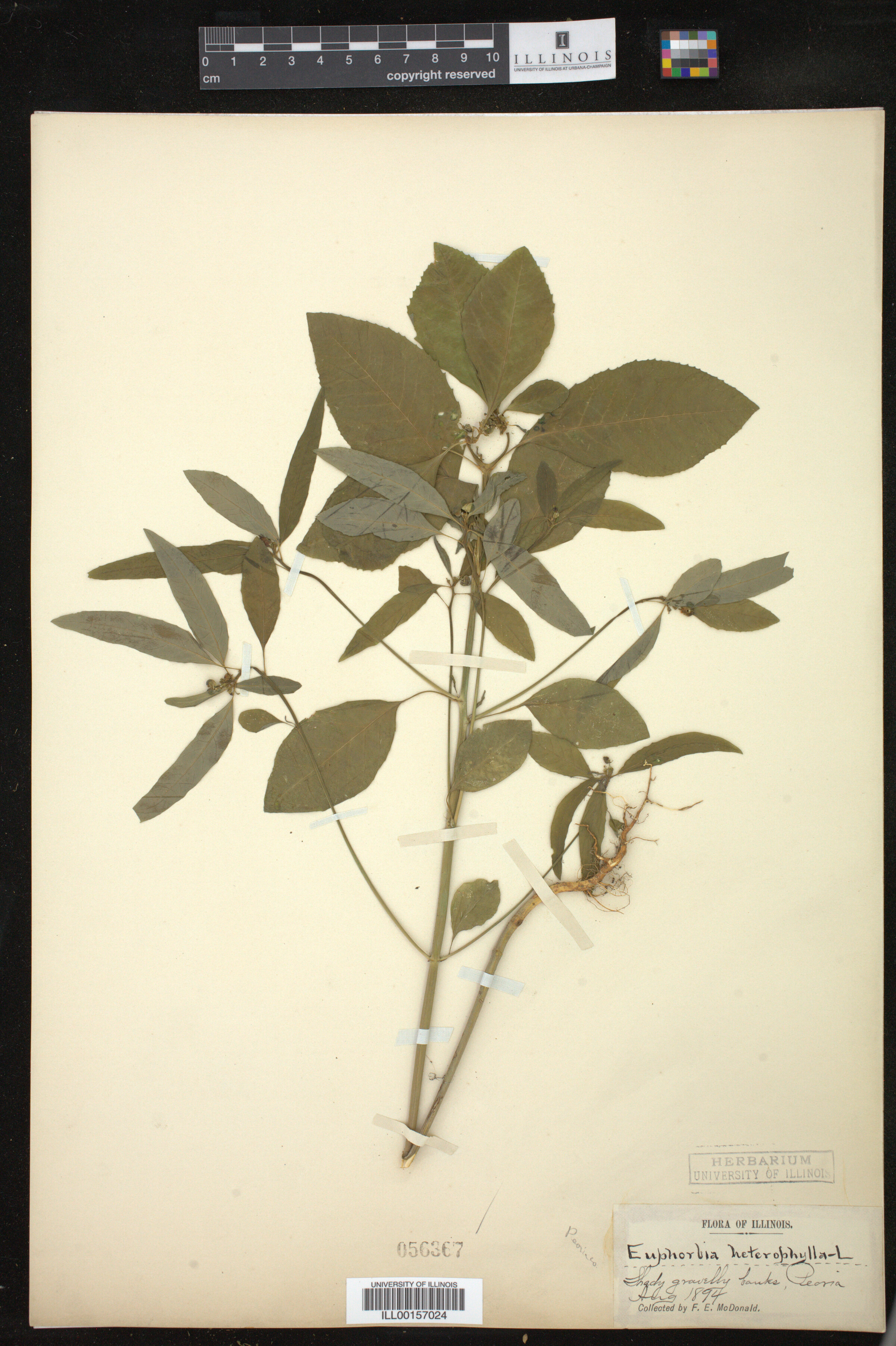 Euphorbia heterophylla image