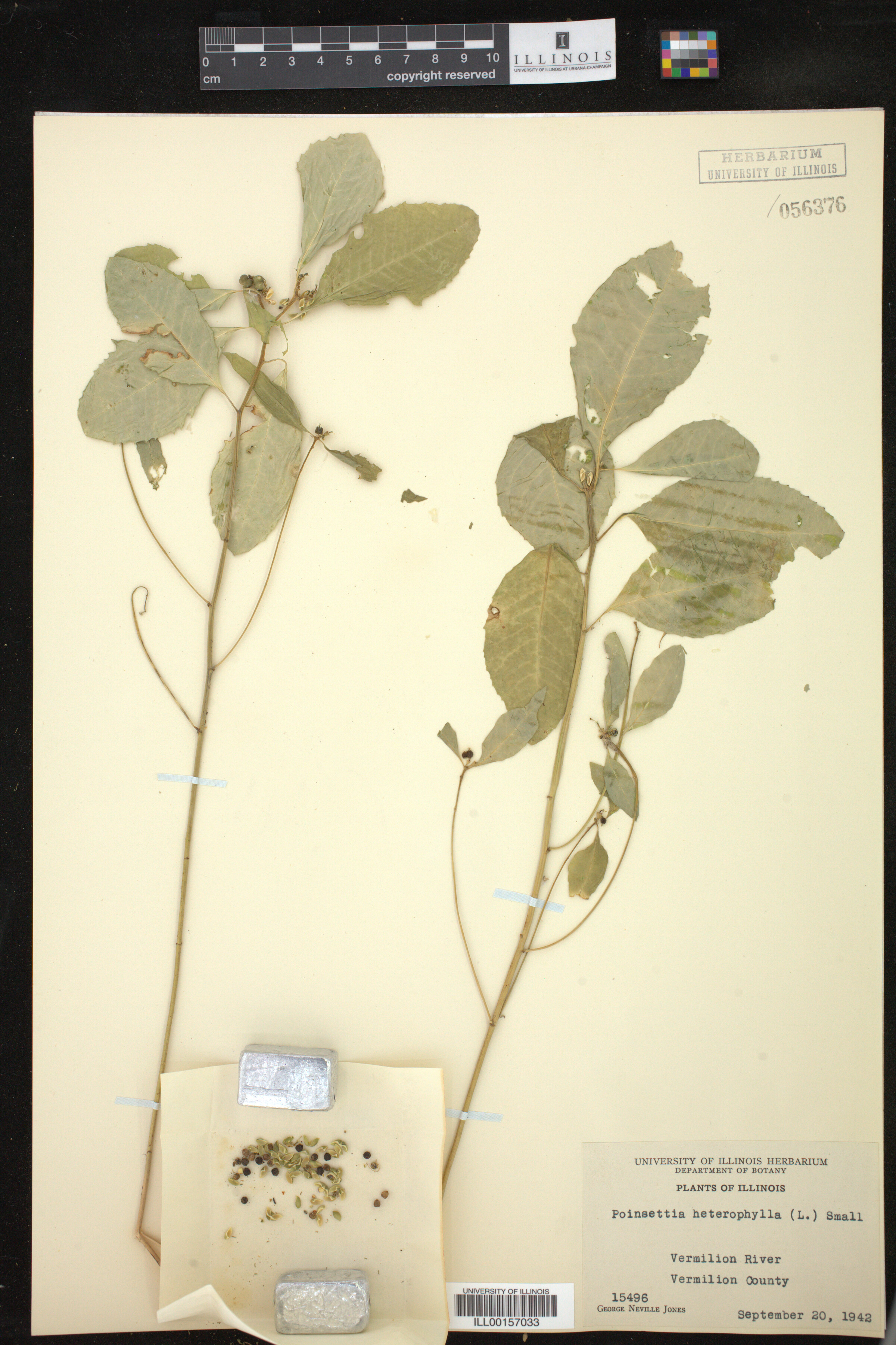 Euphorbia heterophylla image