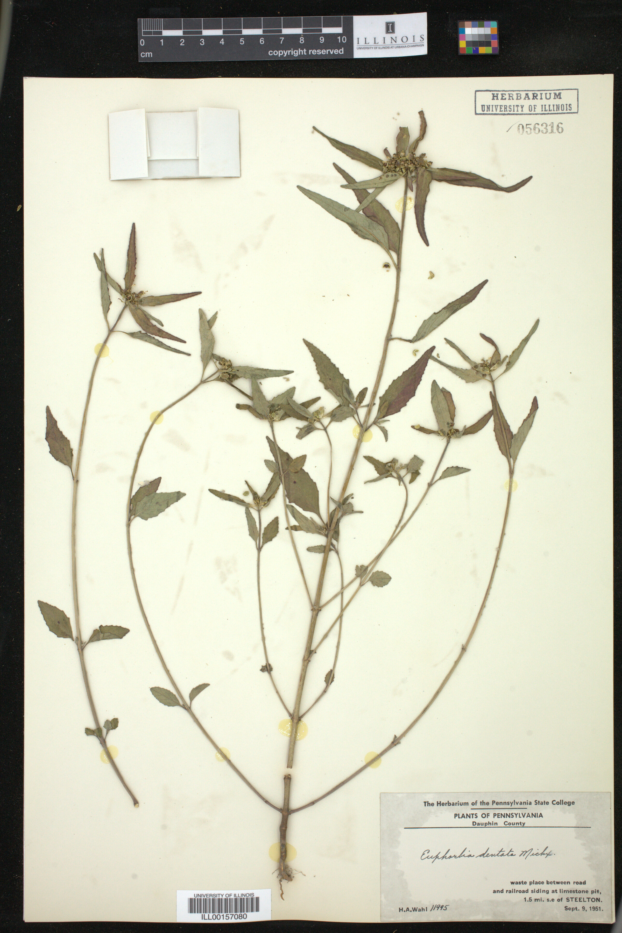 Euphorbia dentata image