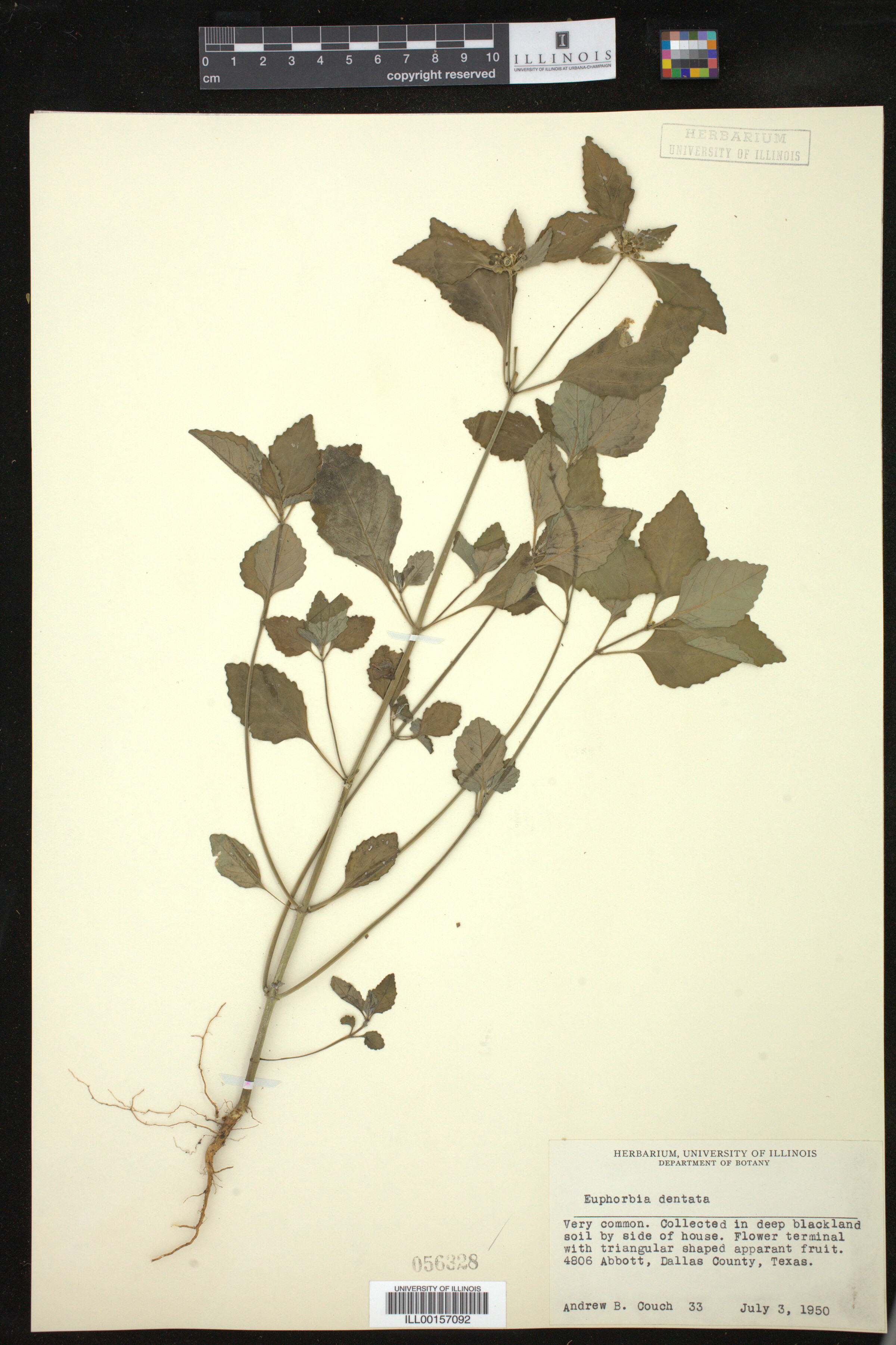 Euphorbia dentata image