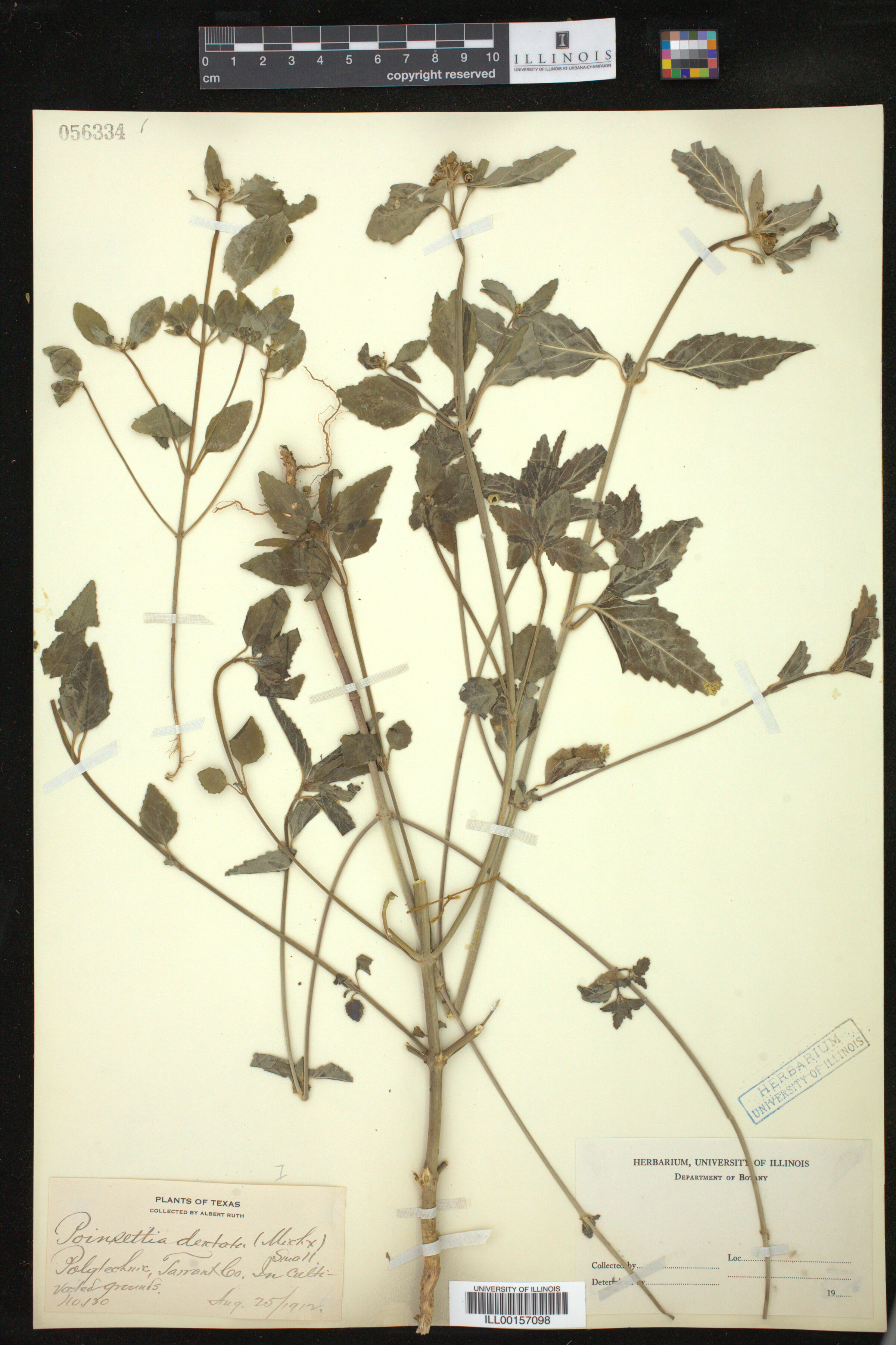 Euphorbia dentata image