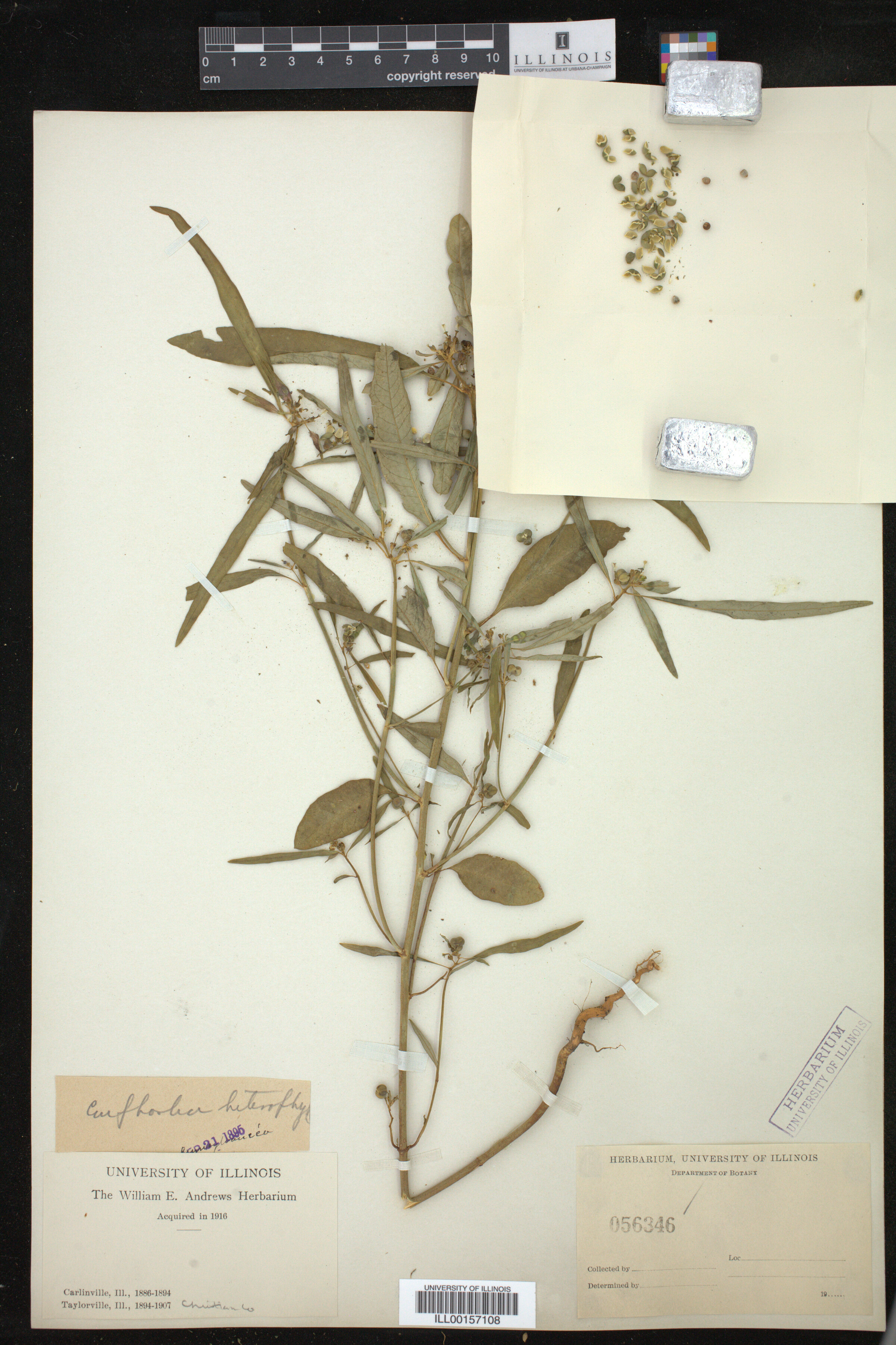 Euphorbia heterophylla image