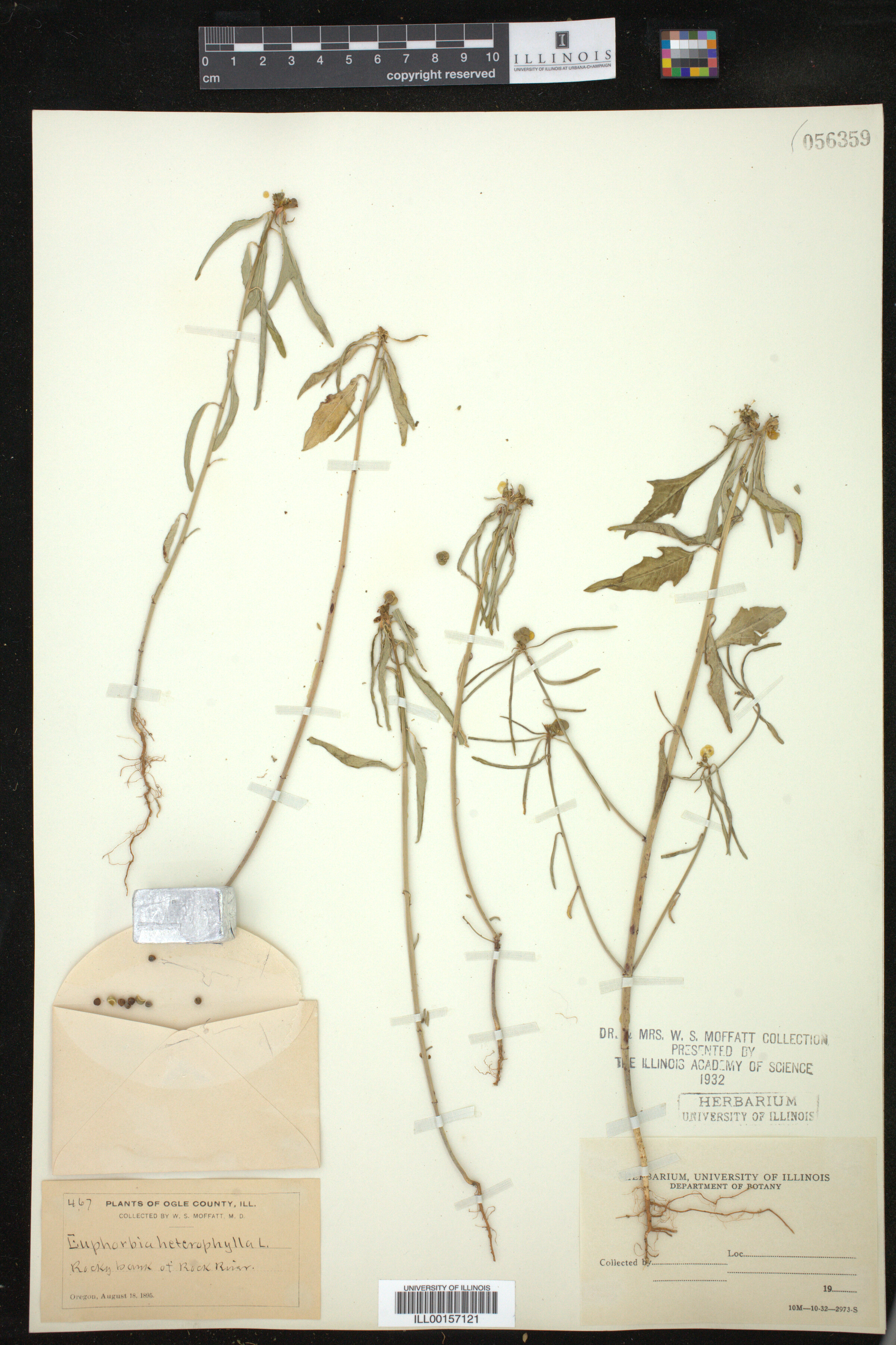 Euphorbia heterophylla image