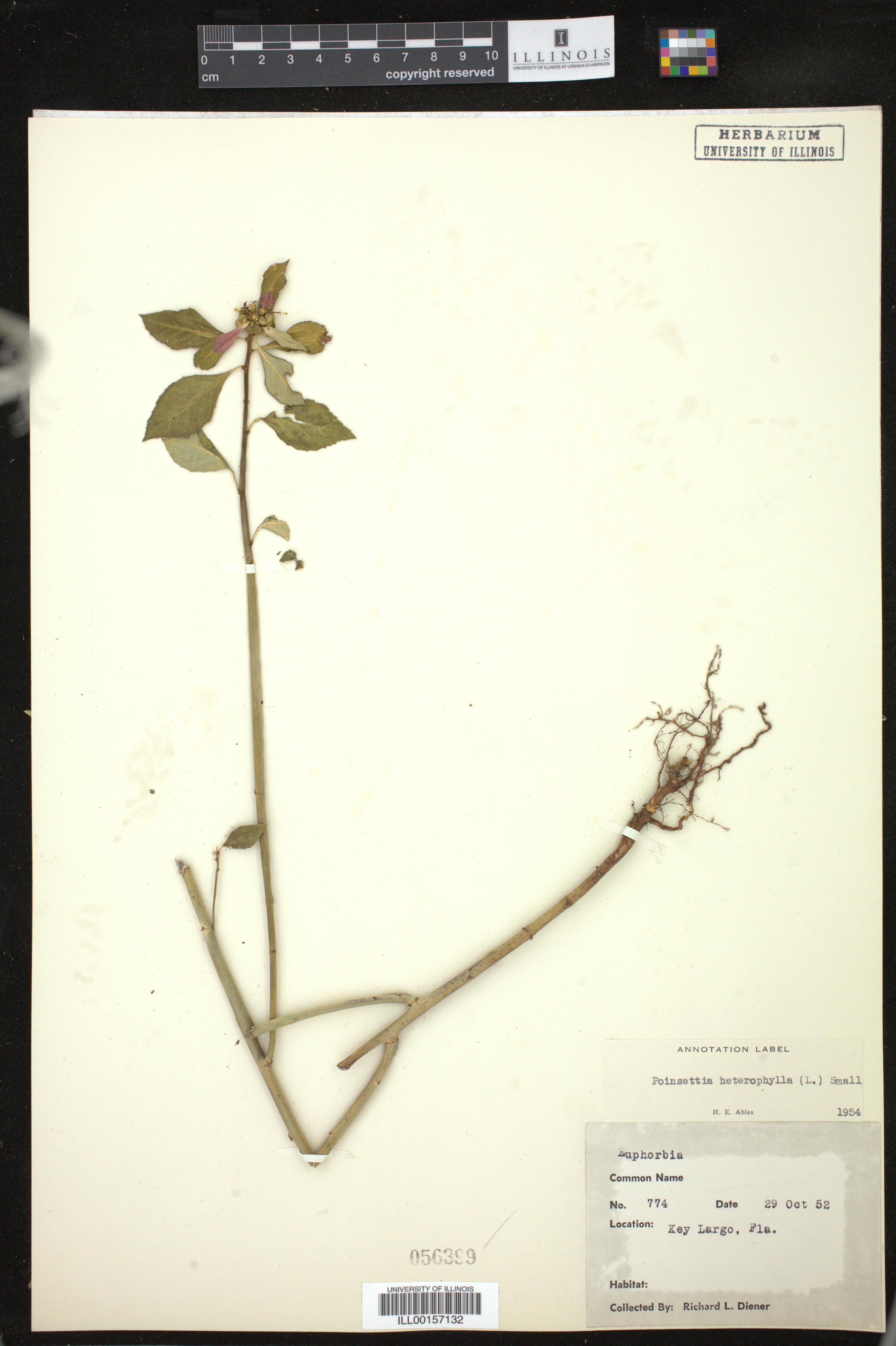 Euphorbia heterophylla image