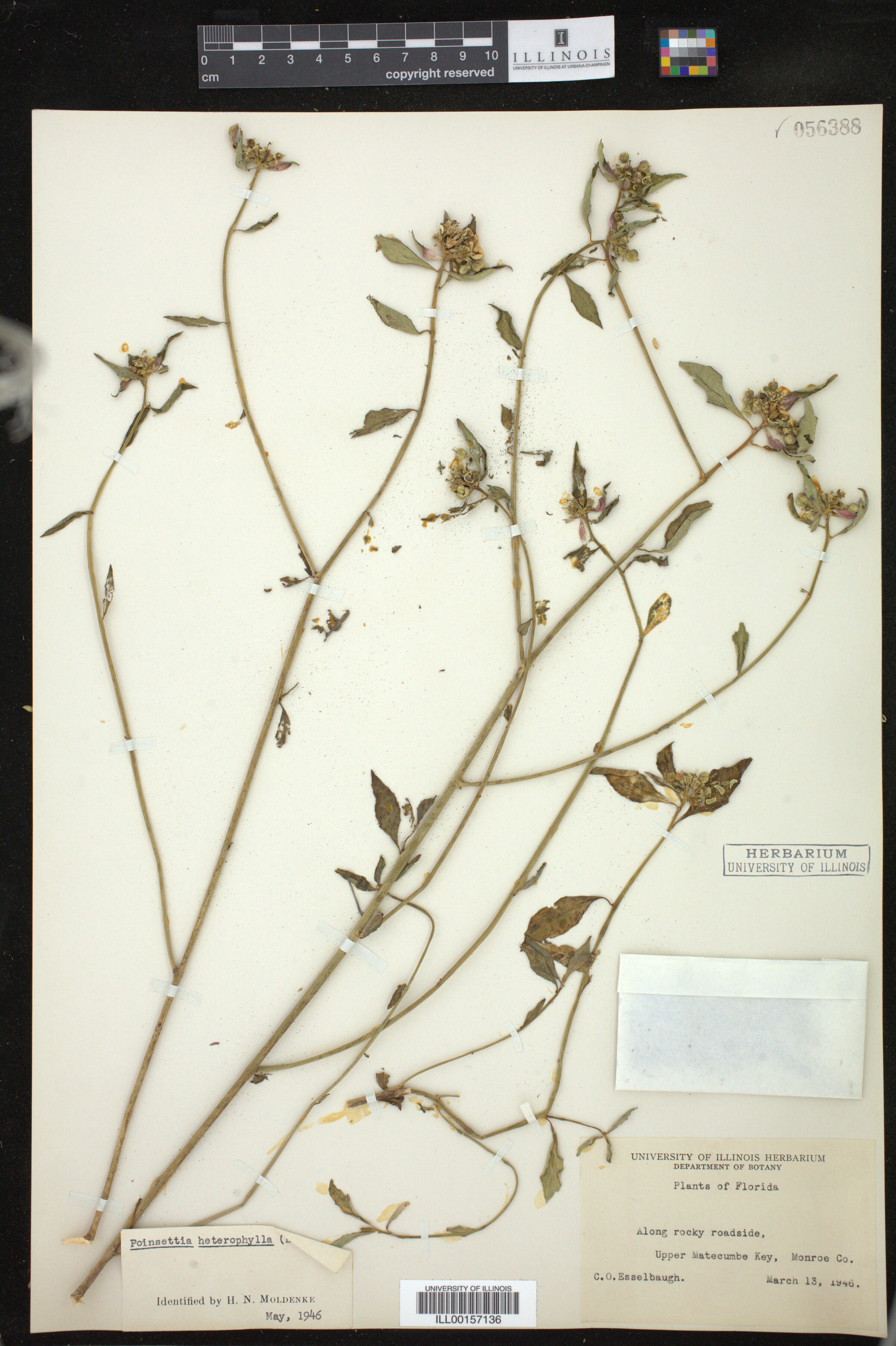 Euphorbia heterophylla image