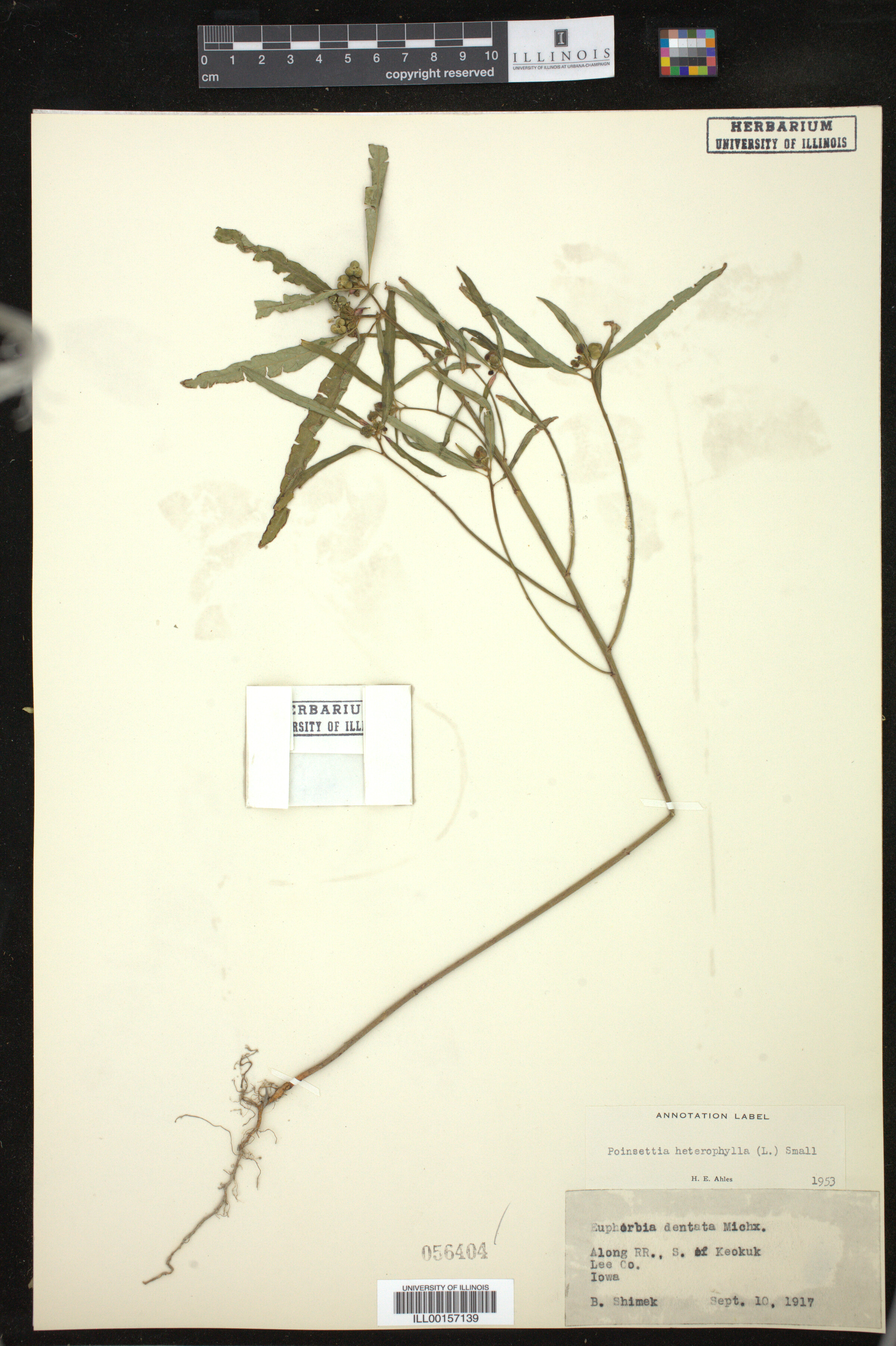 Euphorbia heterophylla image