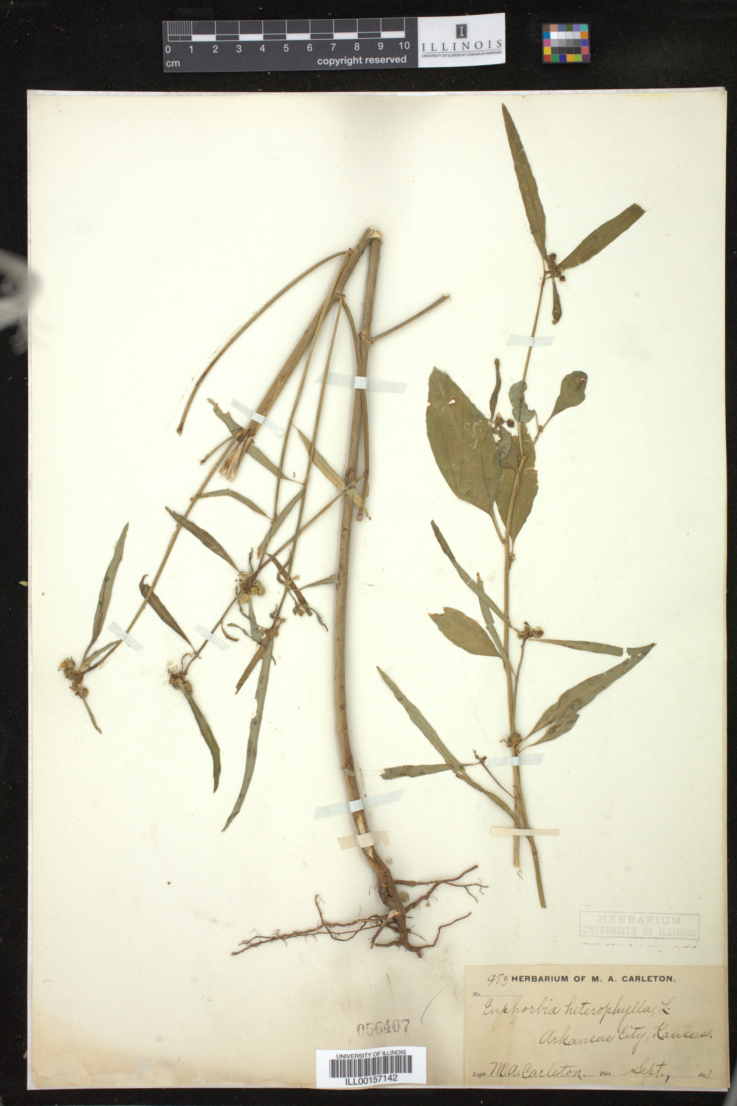 Euphorbia heterophylla image