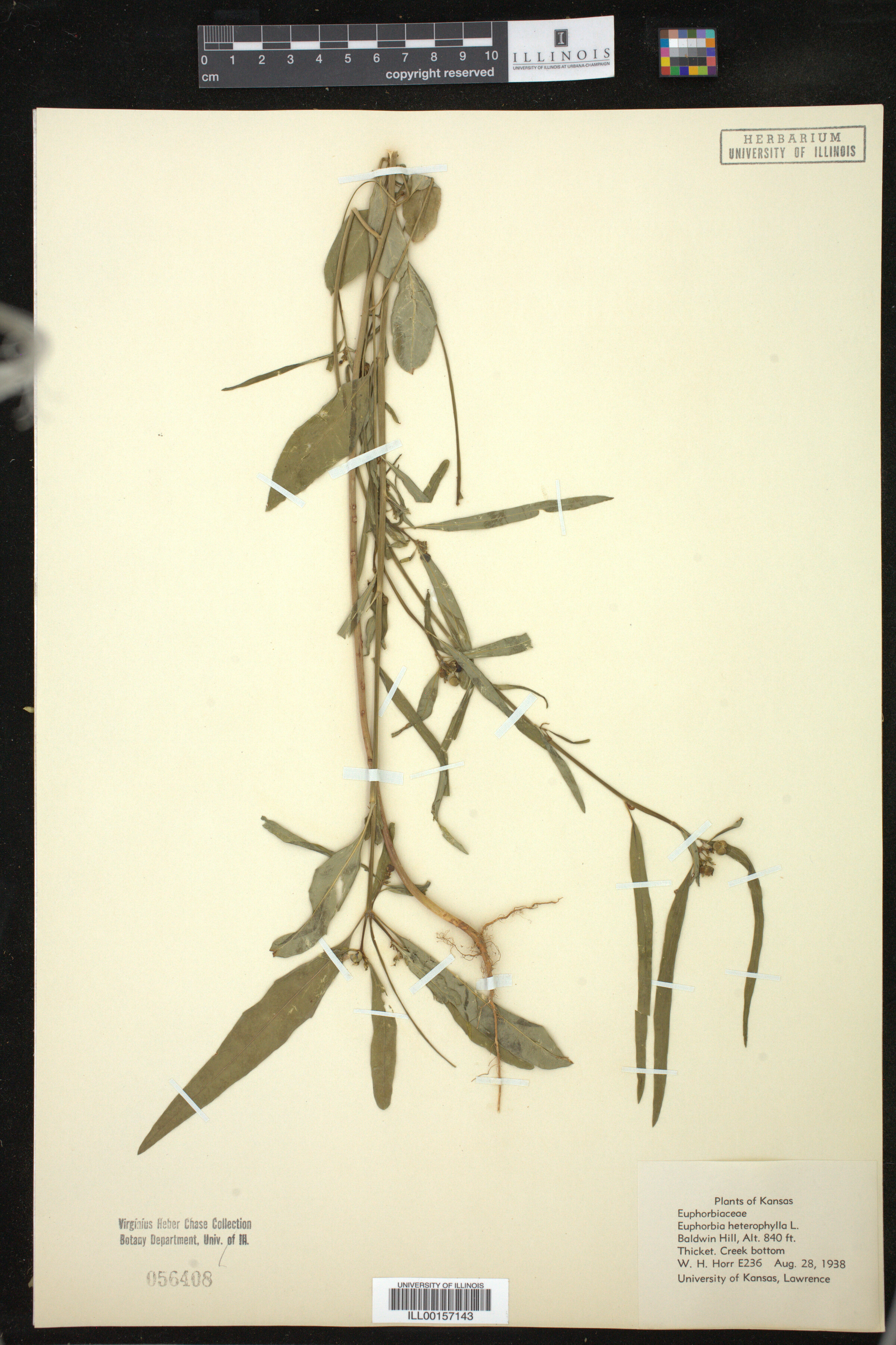 Euphorbia heterophylla image
