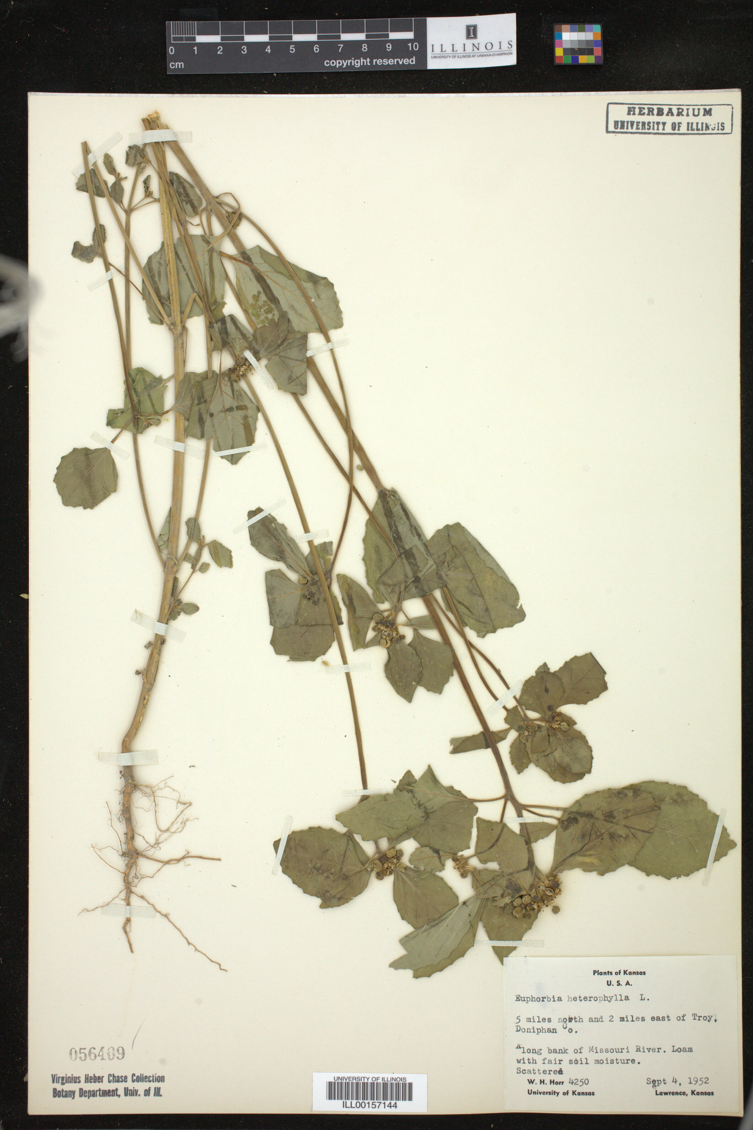 Euphorbia heterophylla image