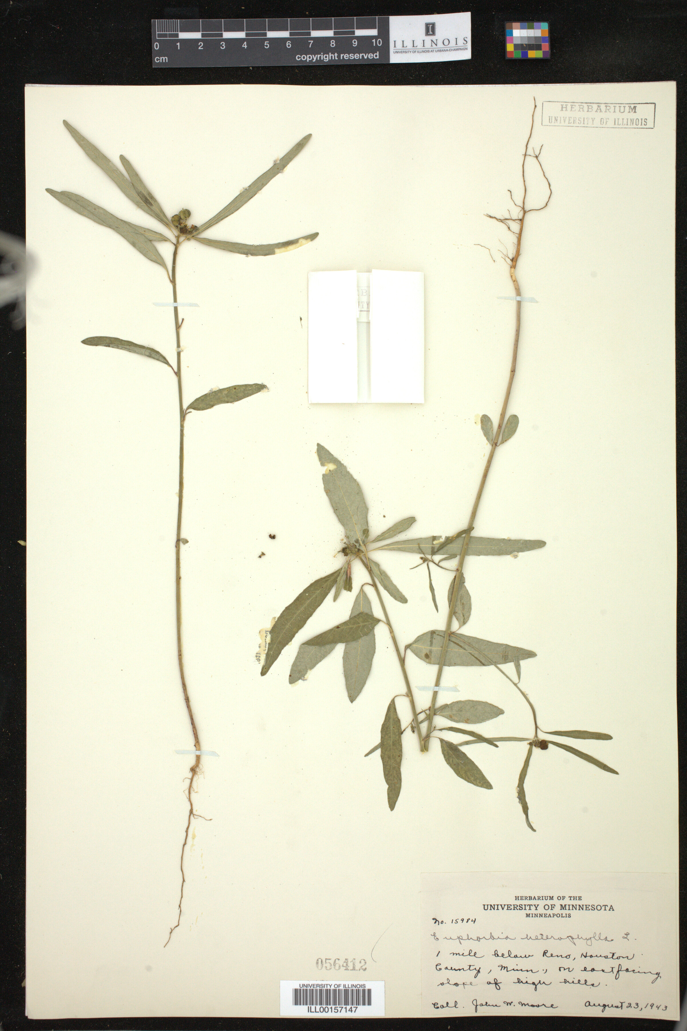 Euphorbia heterophylla image