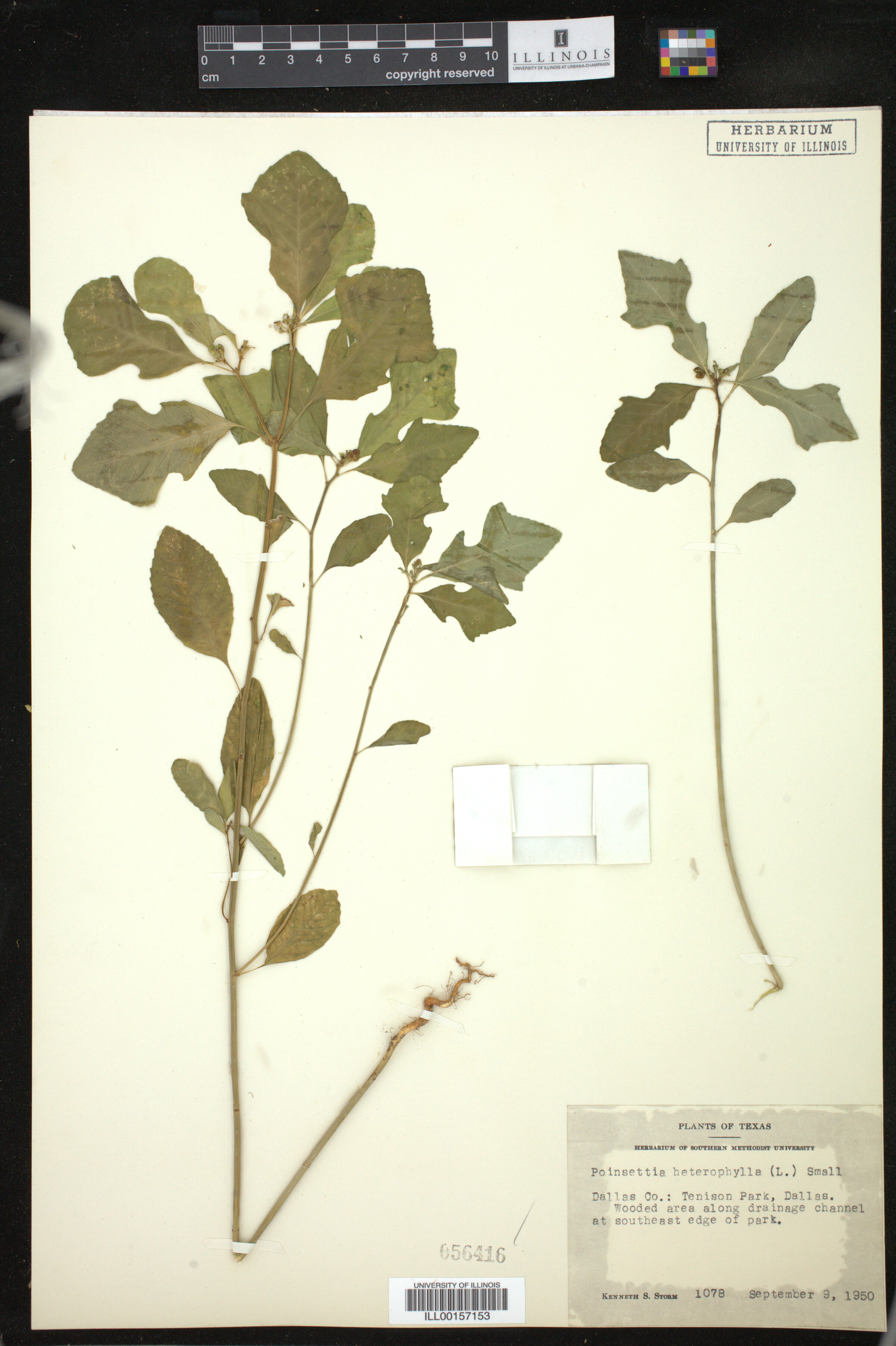 Euphorbia heterophylla image