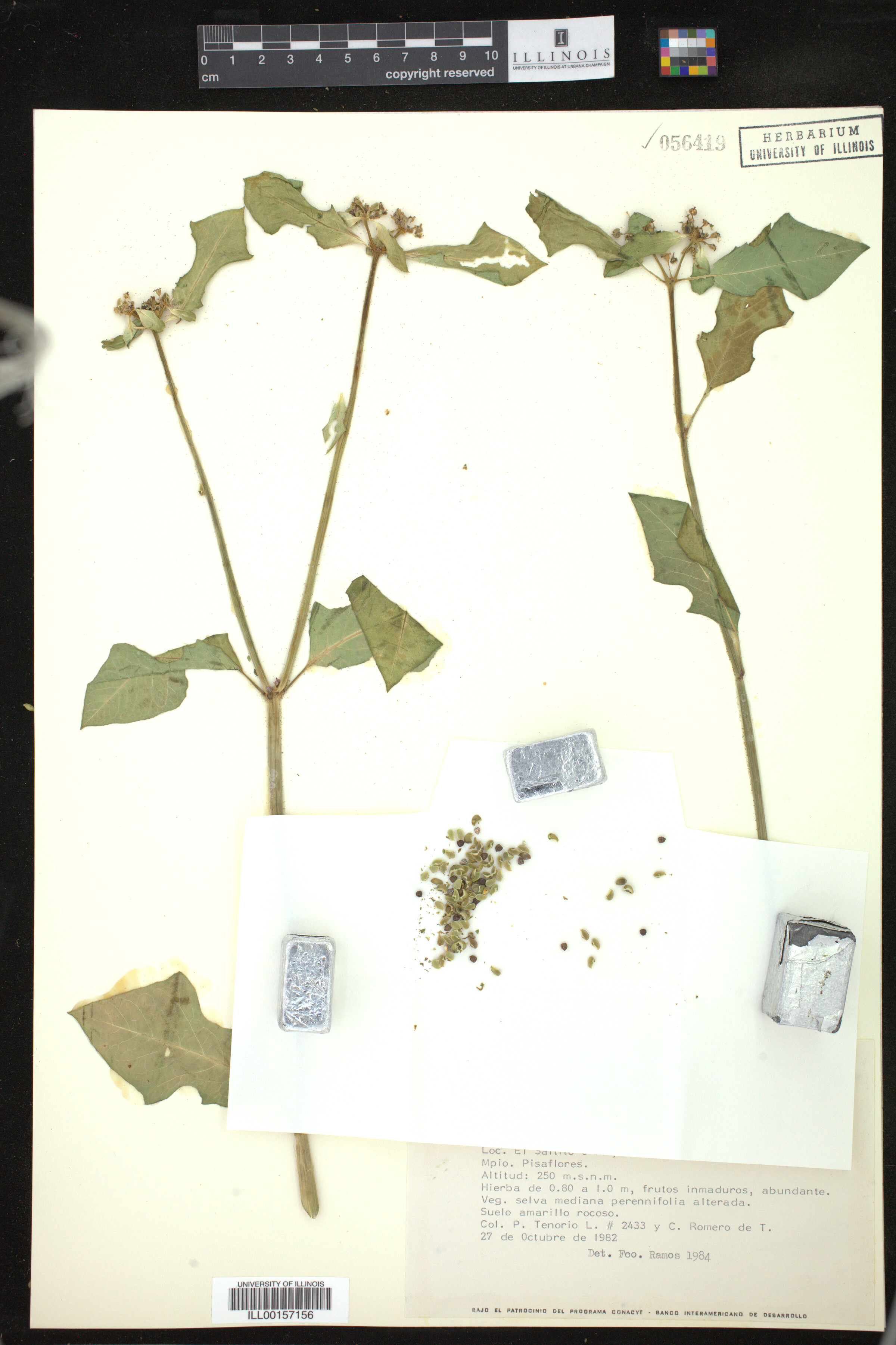 Euphorbia heterophylla image