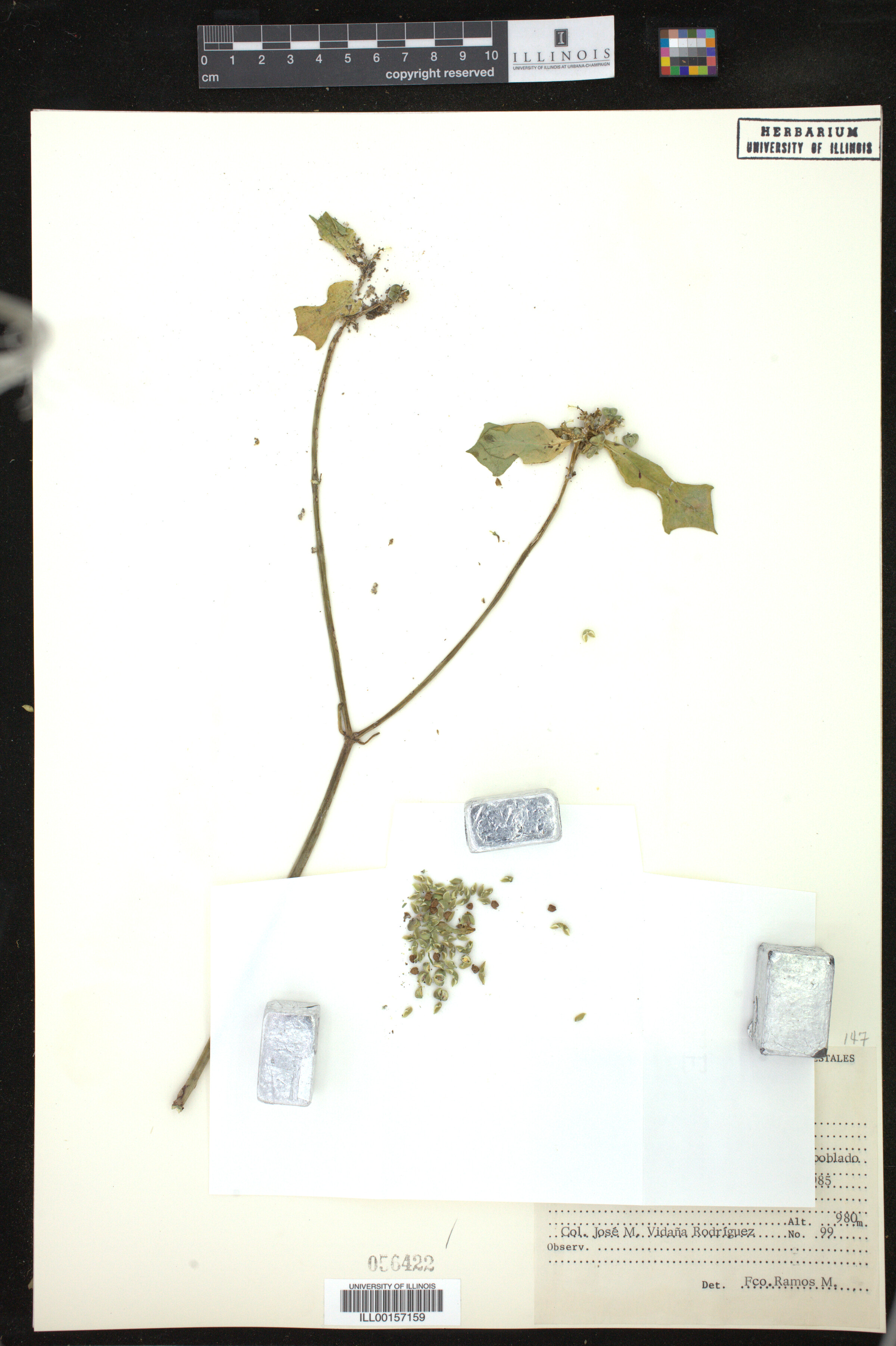 Euphorbia heterophylla image