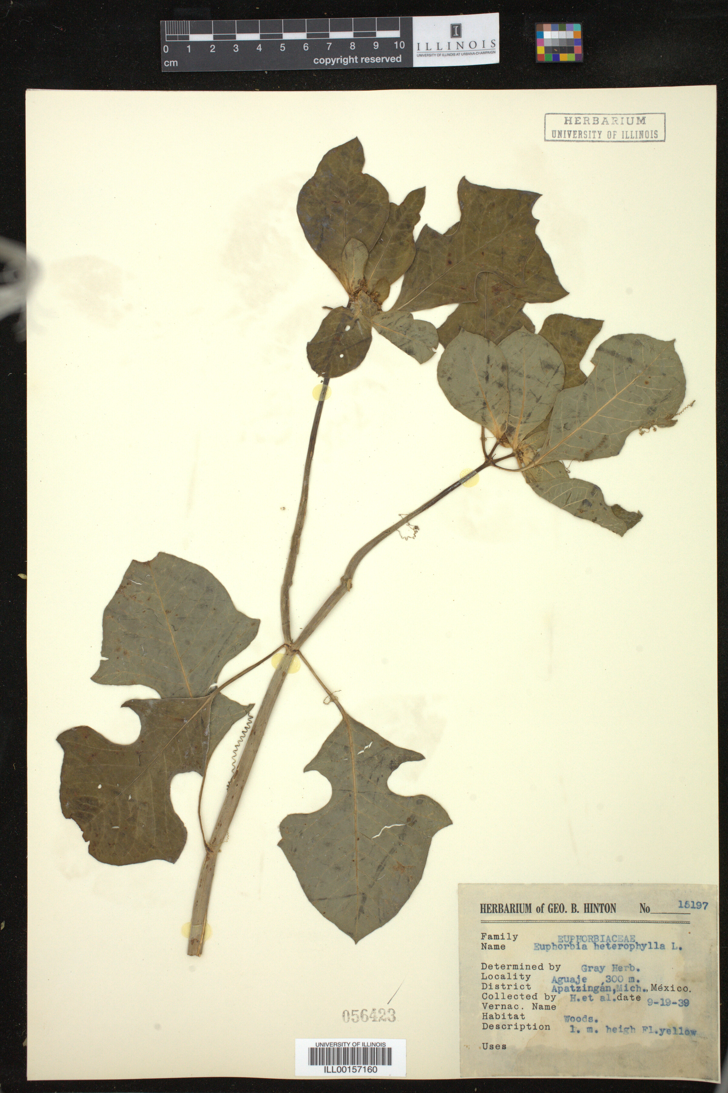 Euphorbia heterophylla image