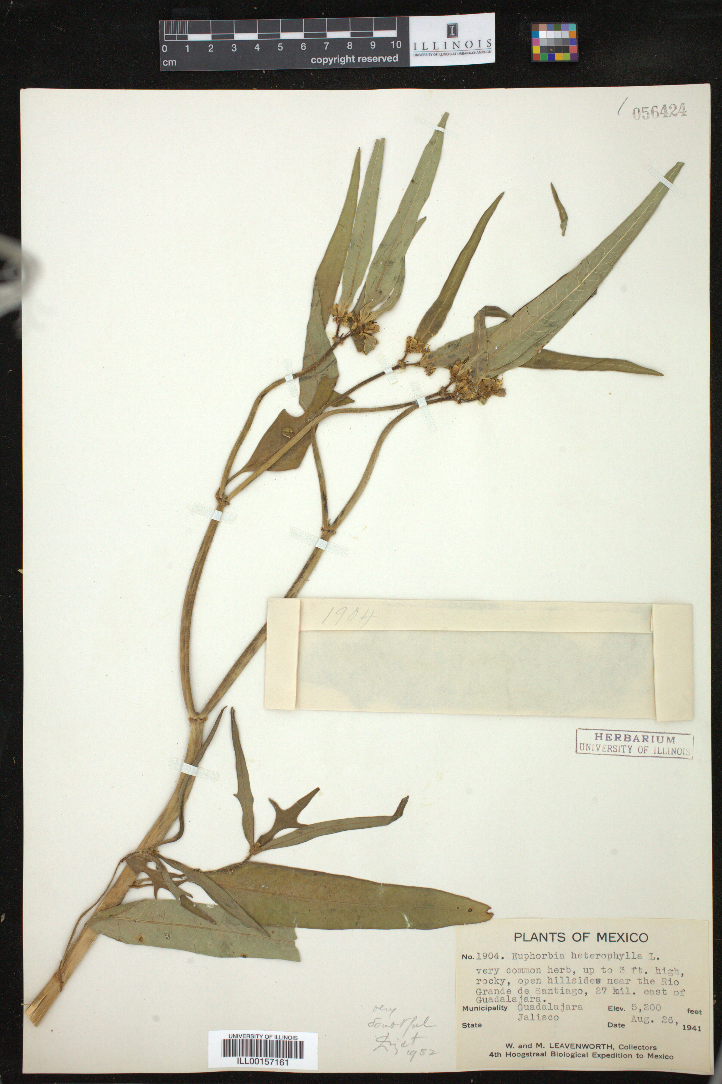 Euphorbia heterophylla image