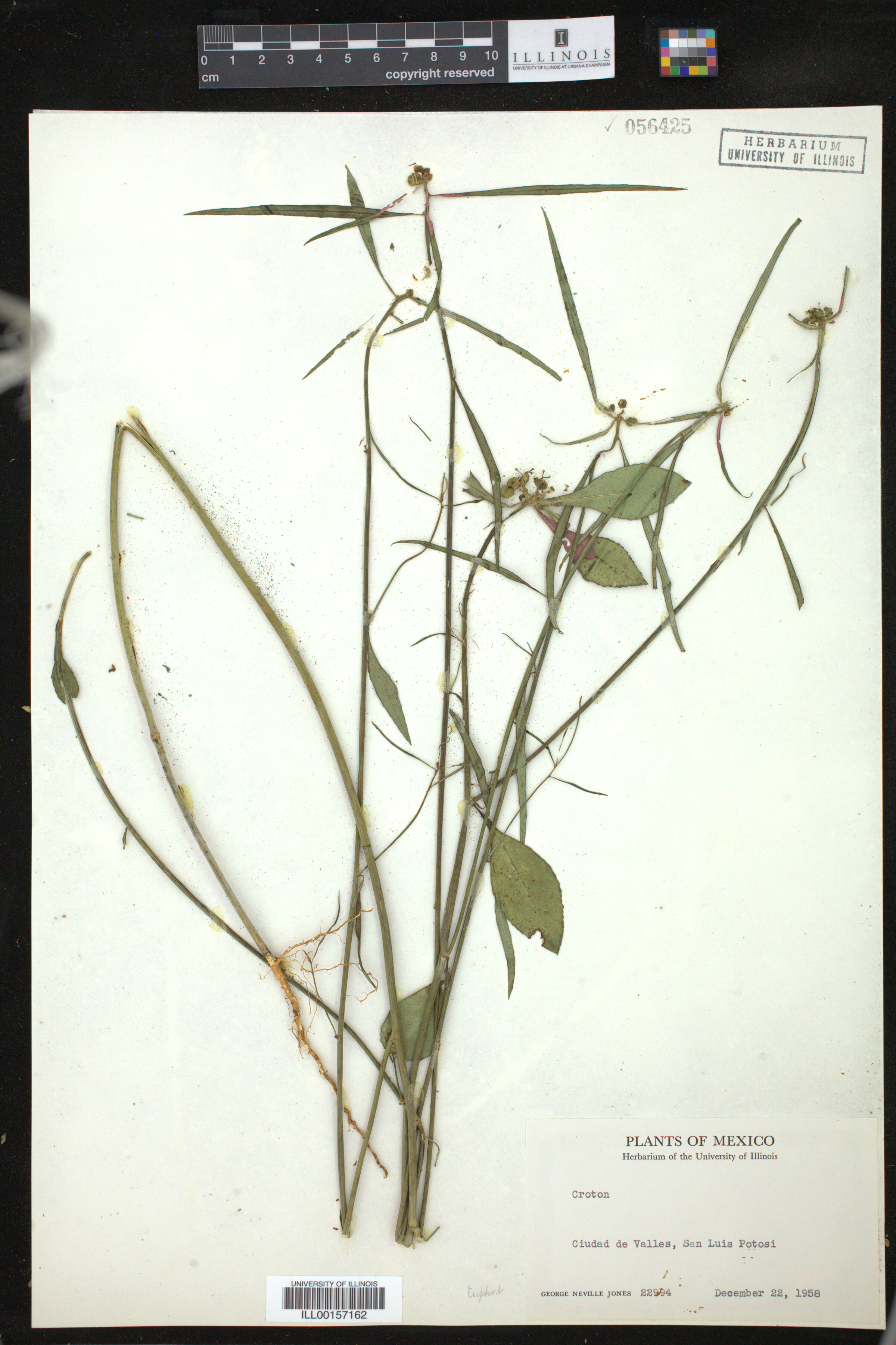 Euphorbia heterophylla image
