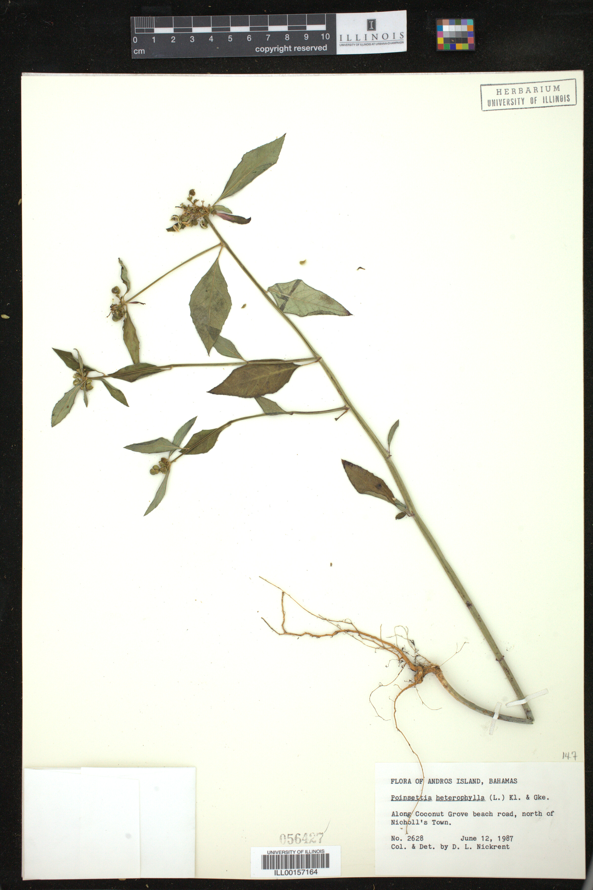 Euphorbia heterophylla image