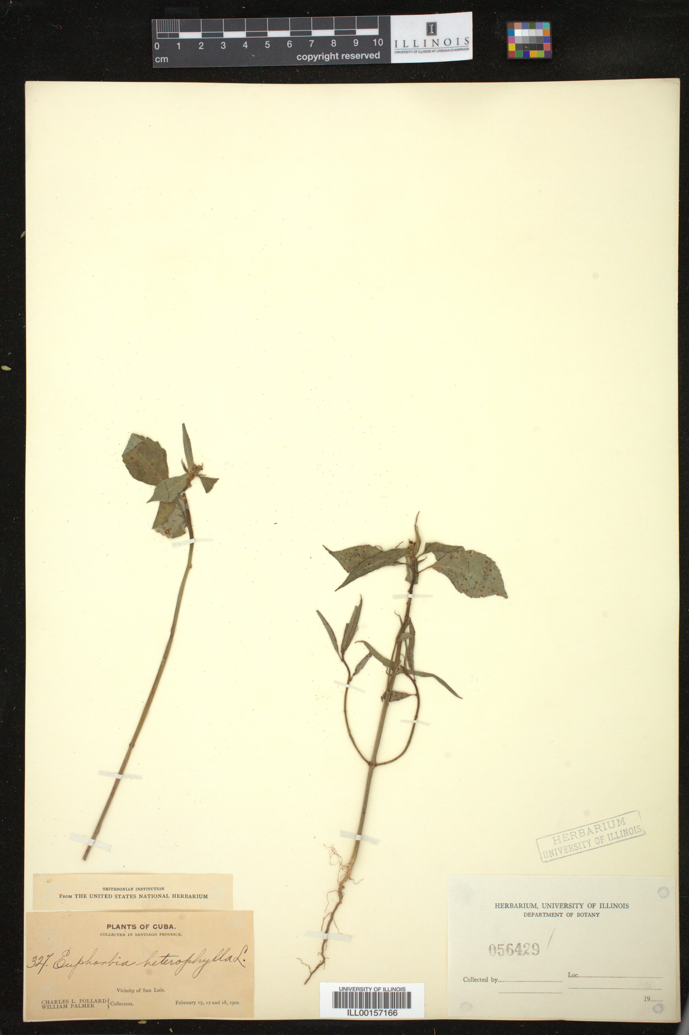 Euphorbia heterophylla image