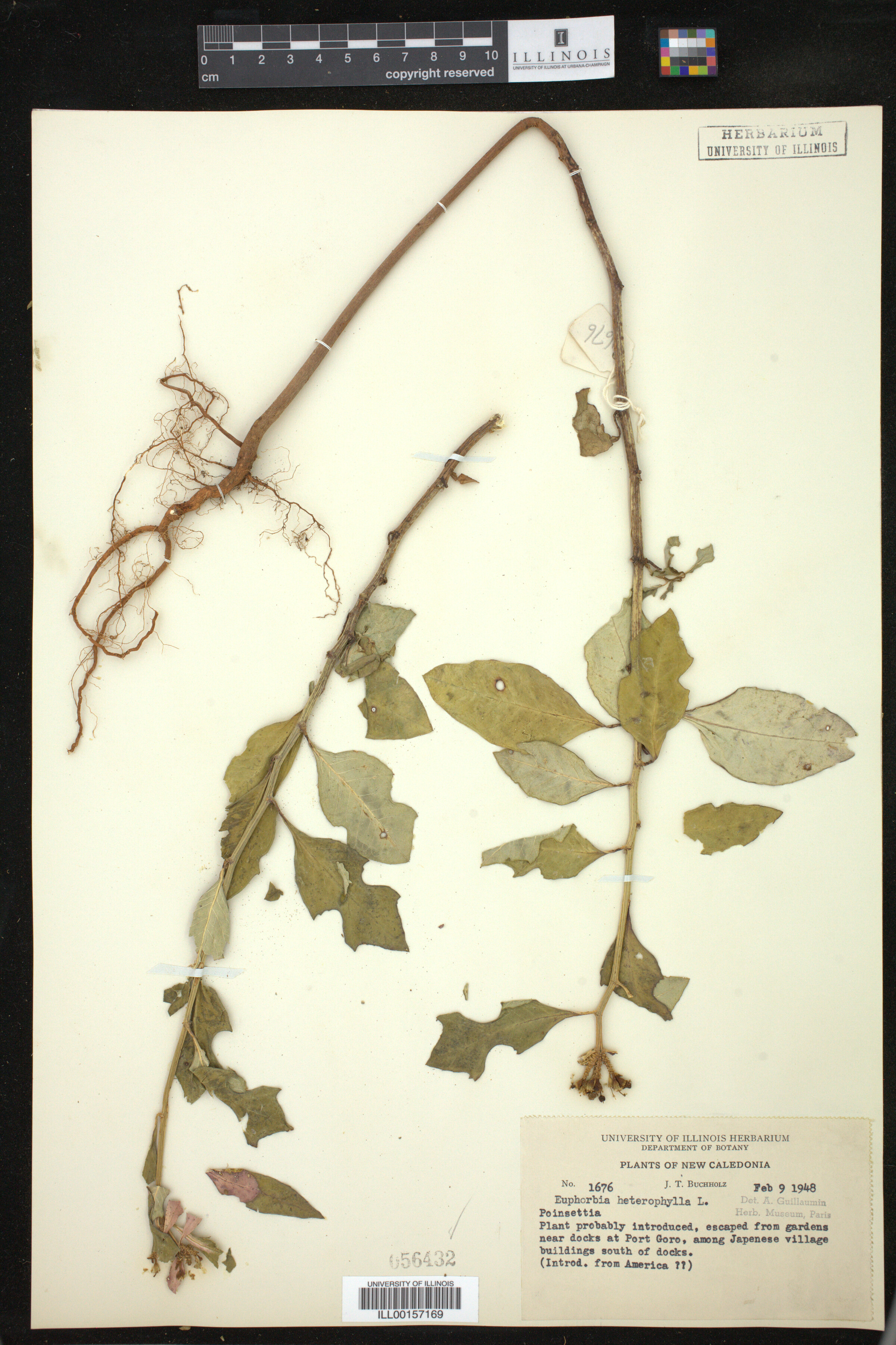 Euphorbia heterophylla image