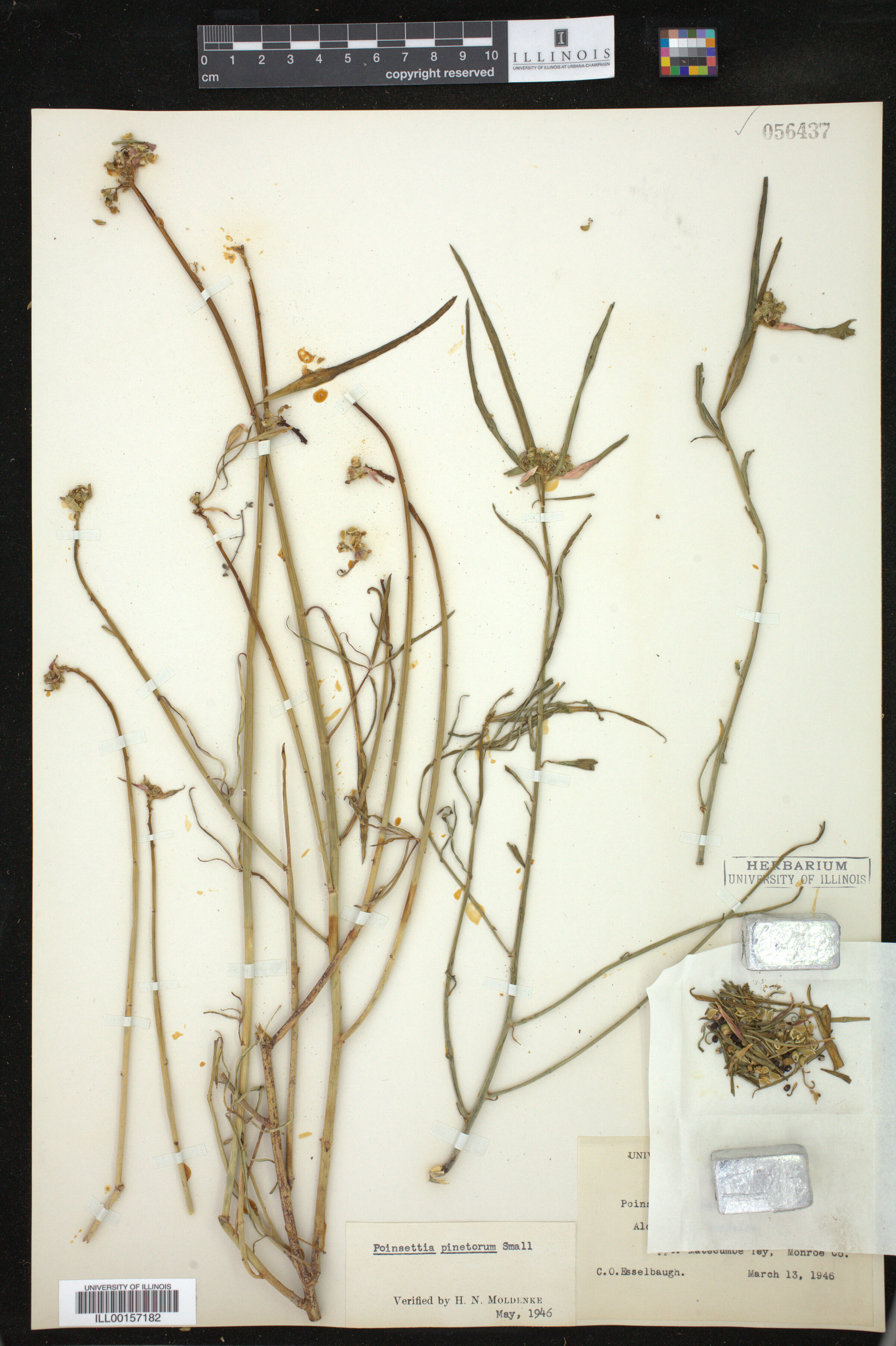 Euphorbia pinetorum image