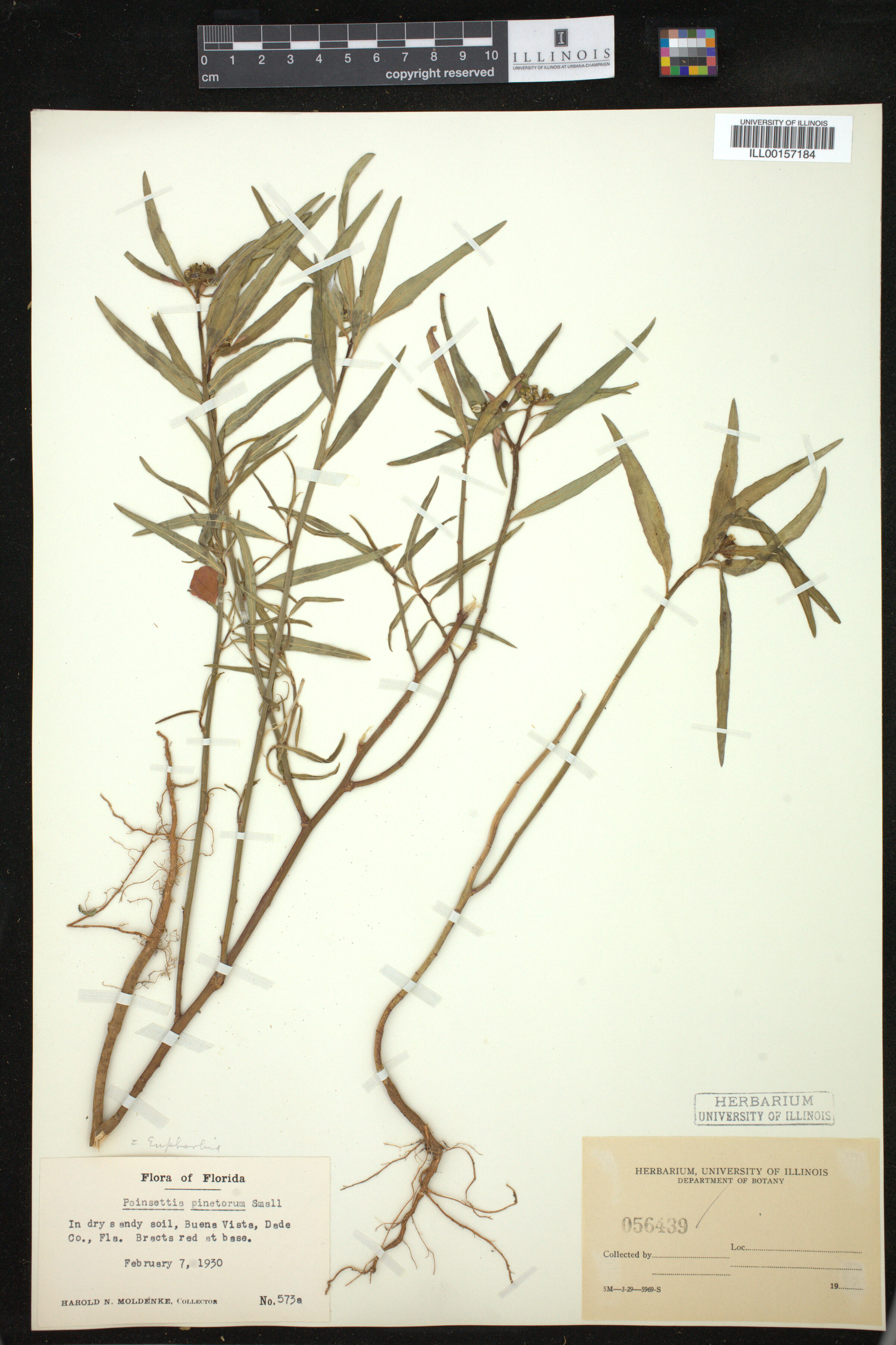 Euphorbia pinetorum image