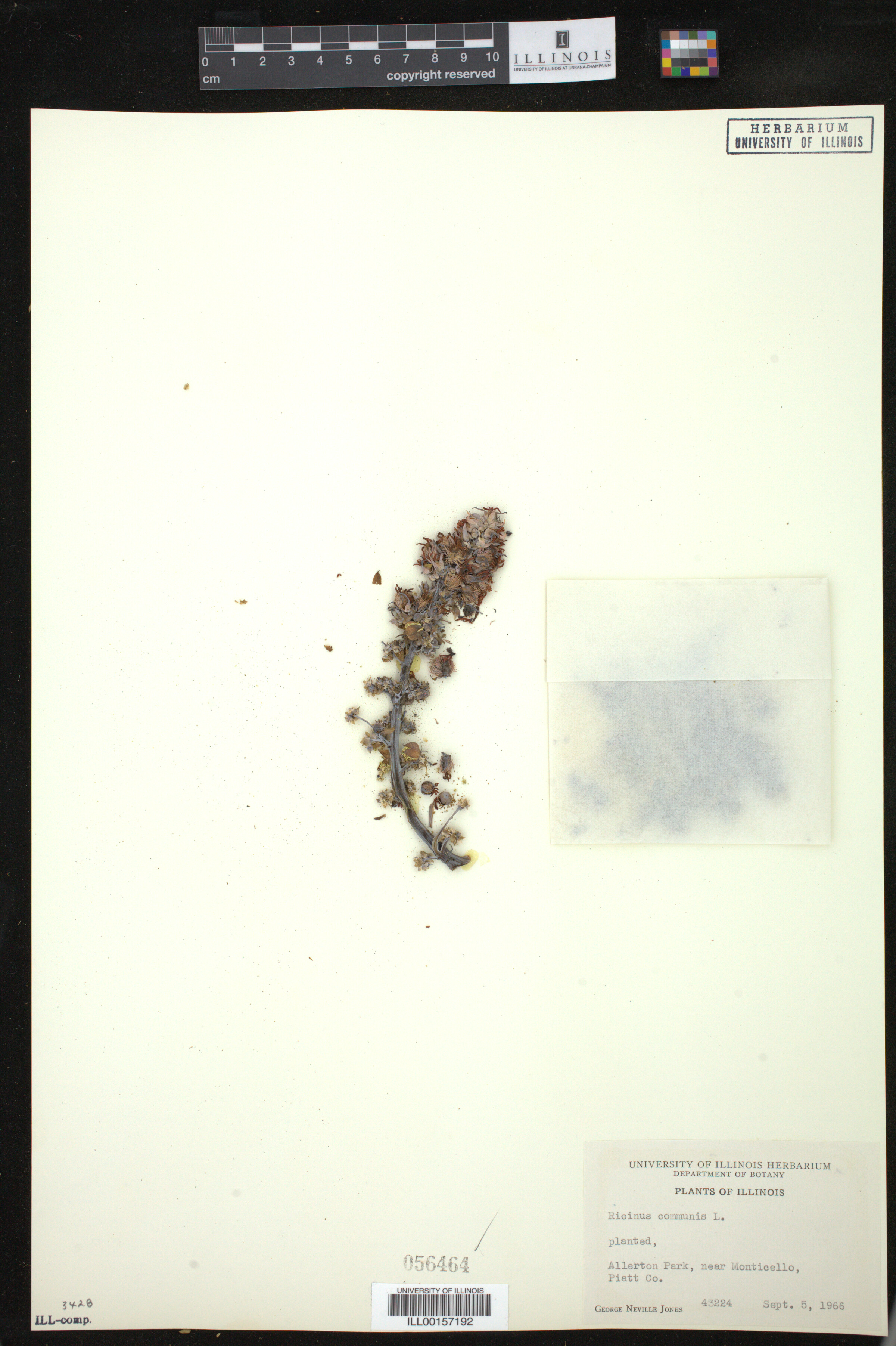 Ricinus communis image