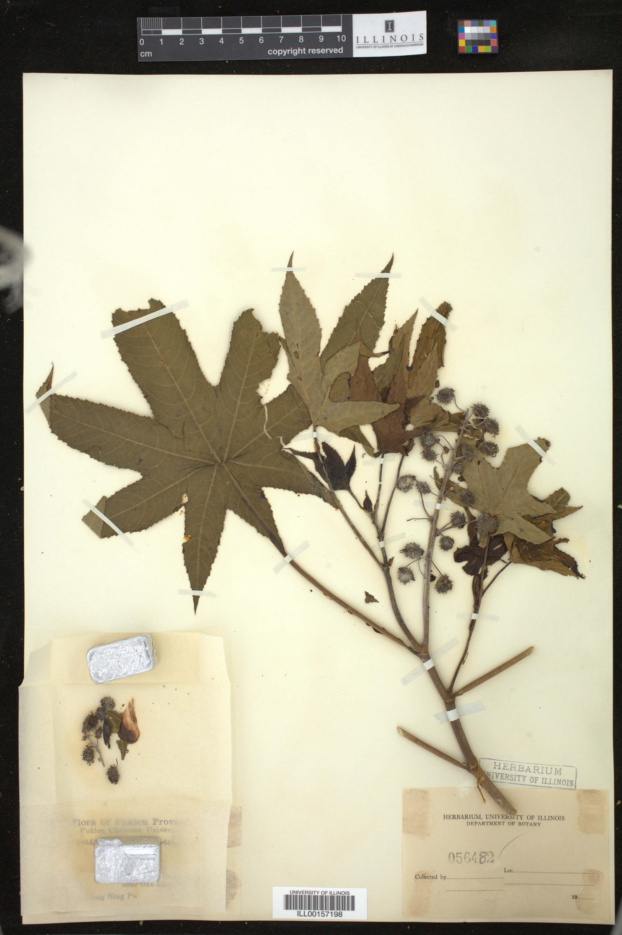 Ricinus image