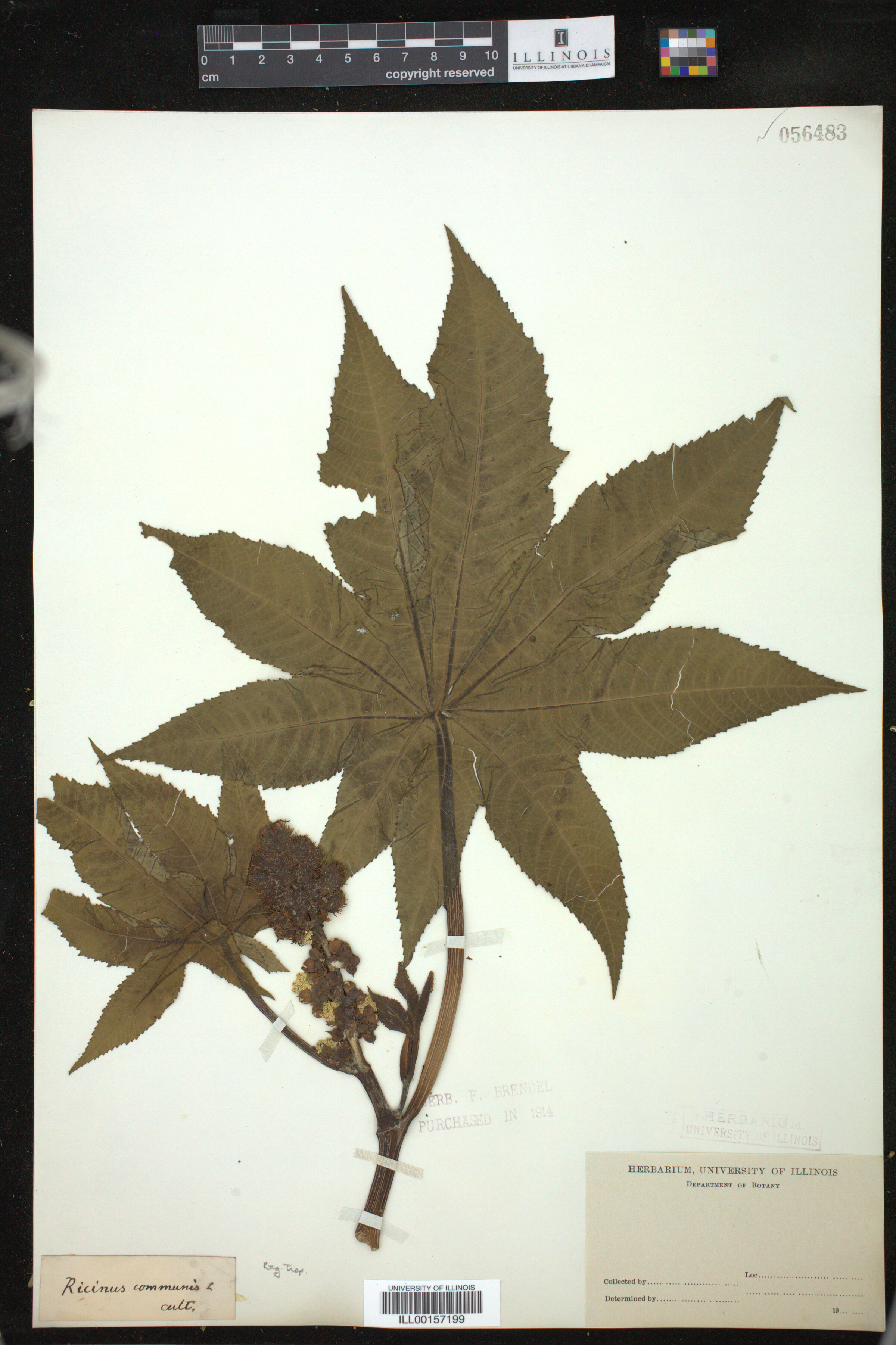 Ricinus communis image