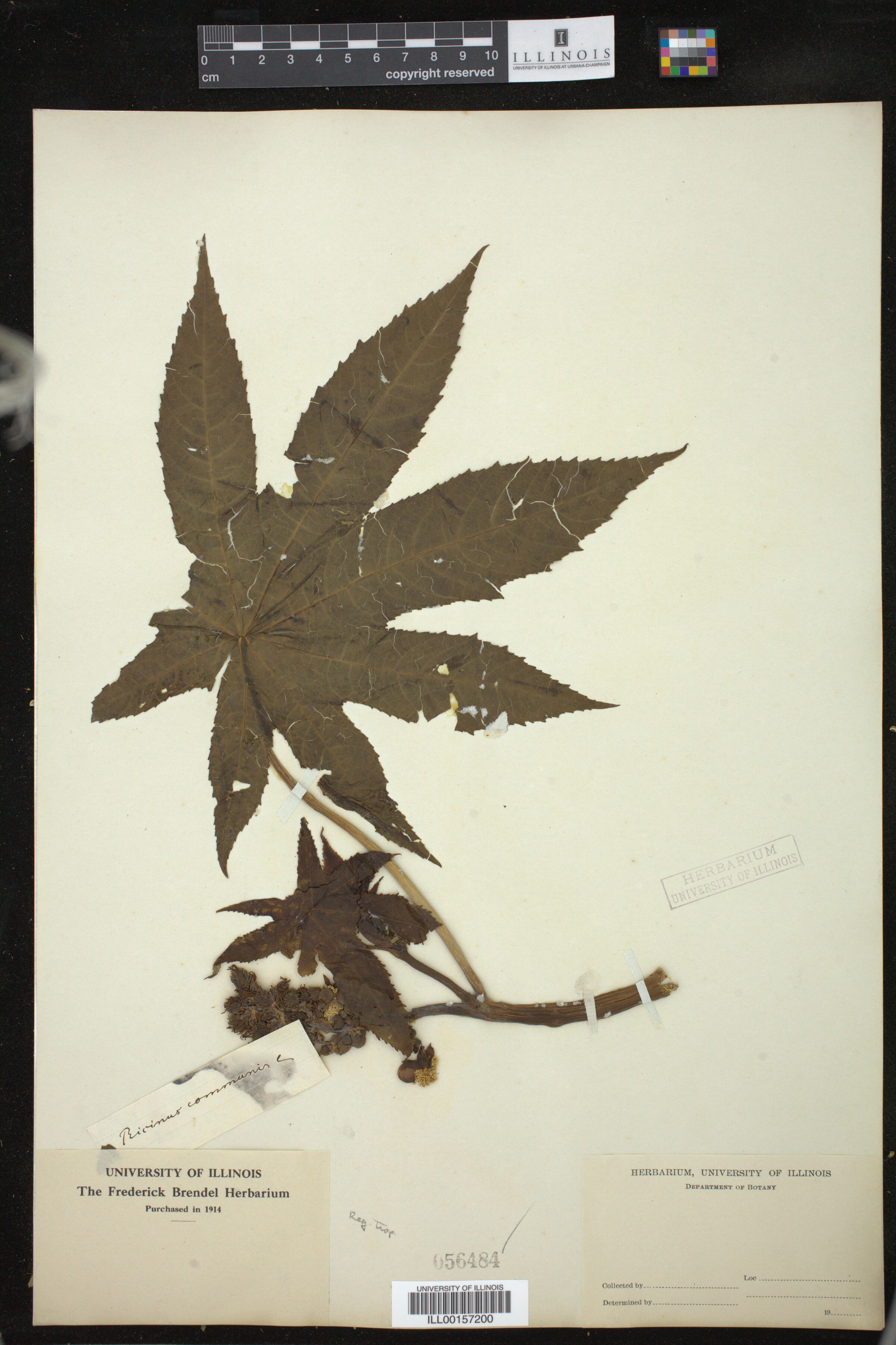 Ricinus communis image