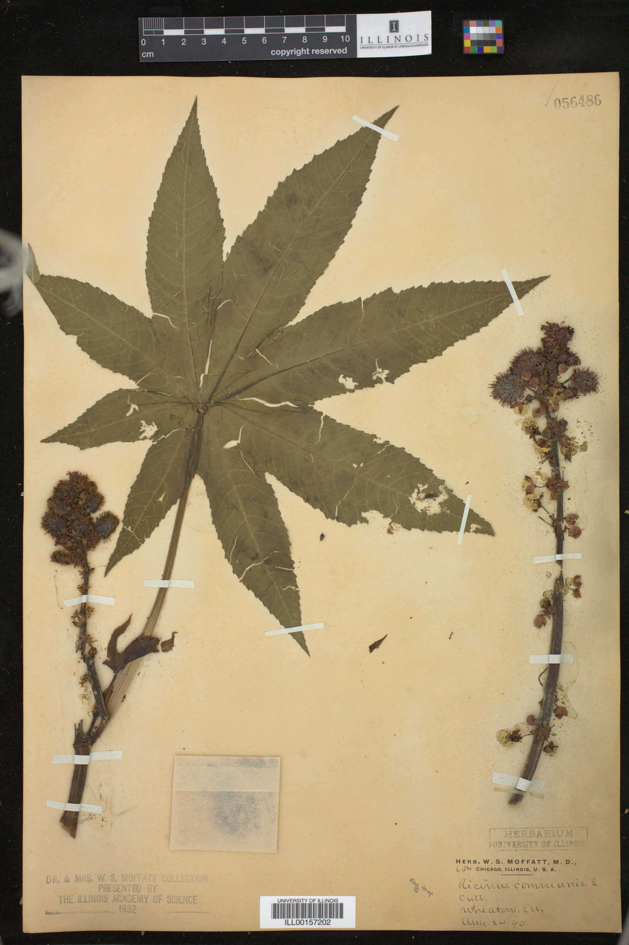 Ricinus image
