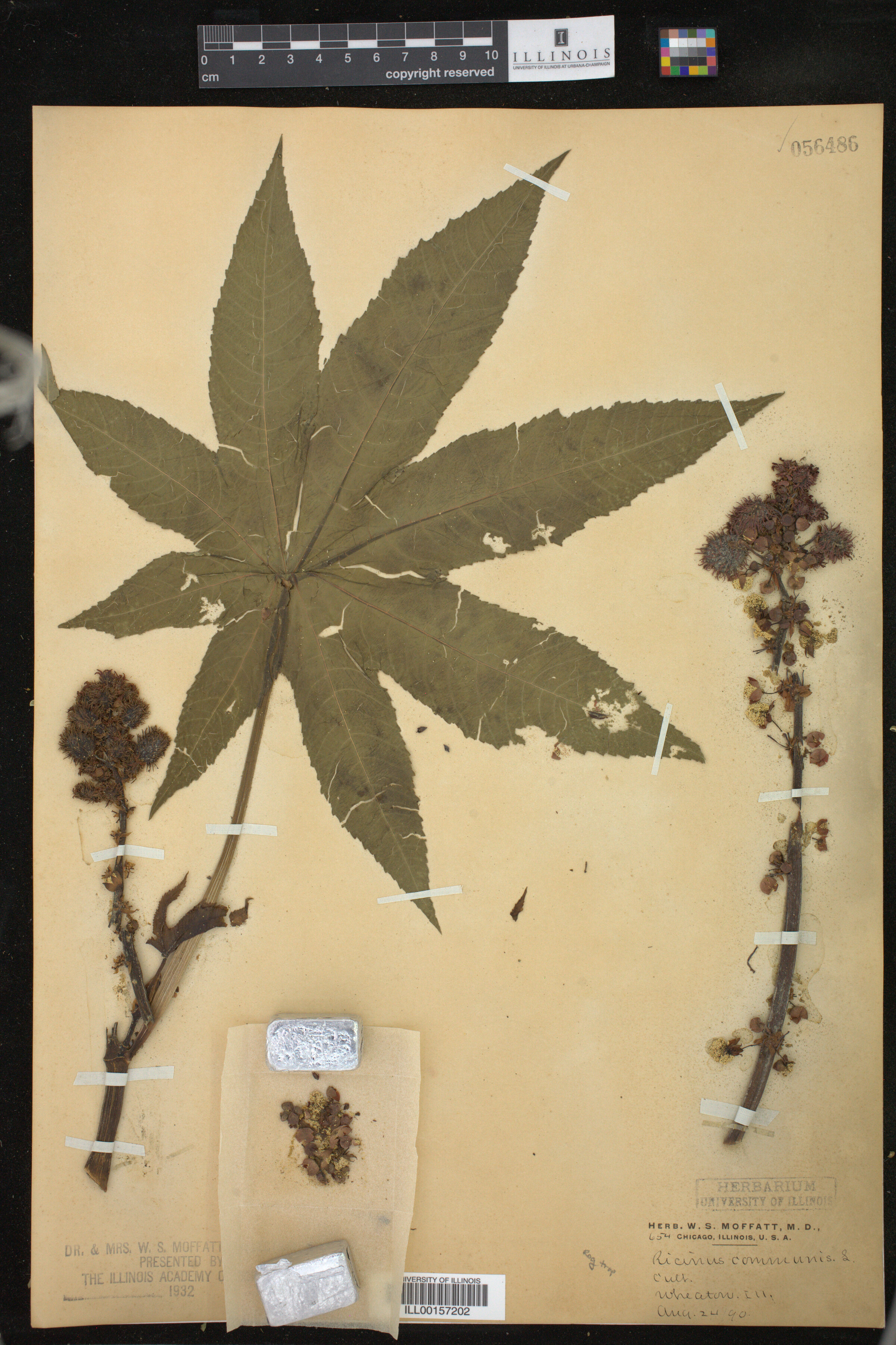 Ricinus communis image
