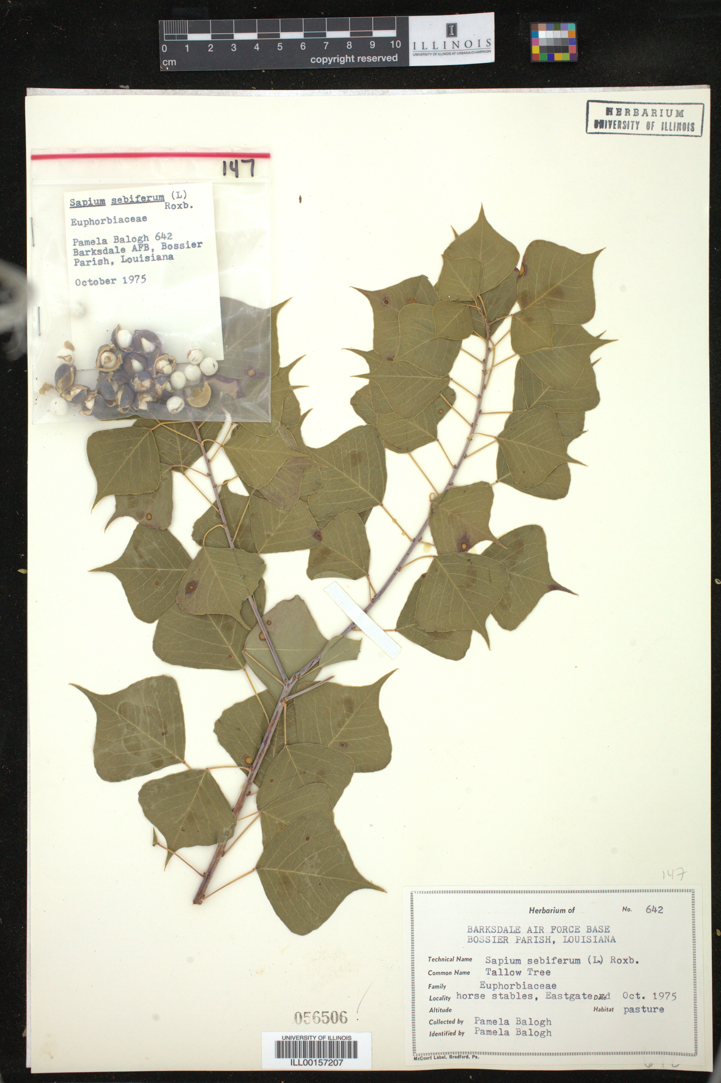 Triadica sebifera image