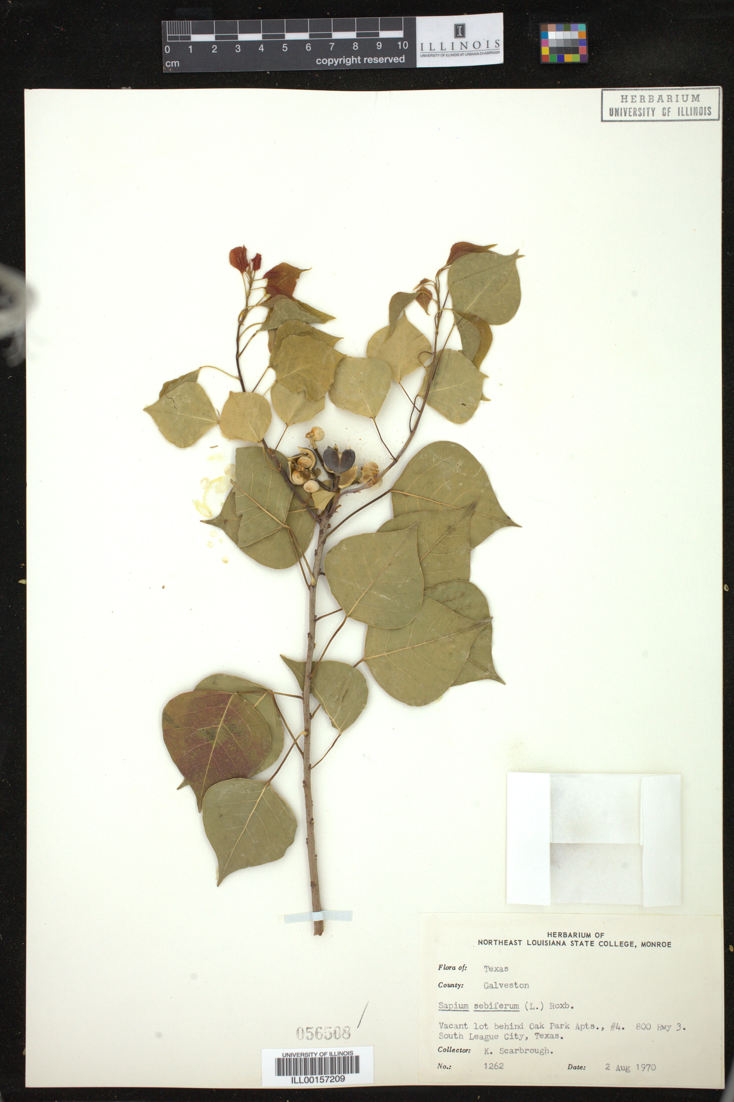 Triadica sebifera image