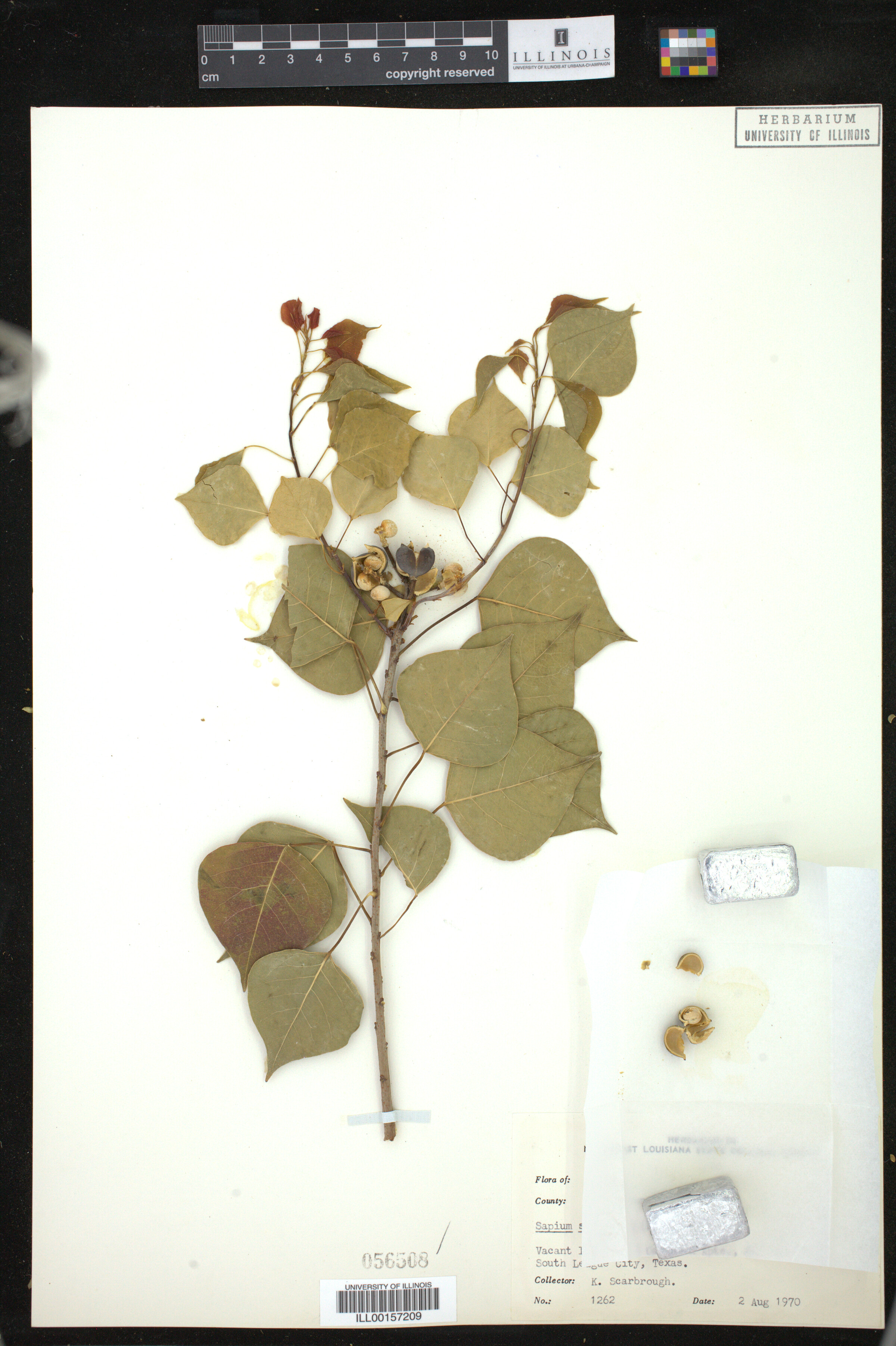 Triadica sebifera image