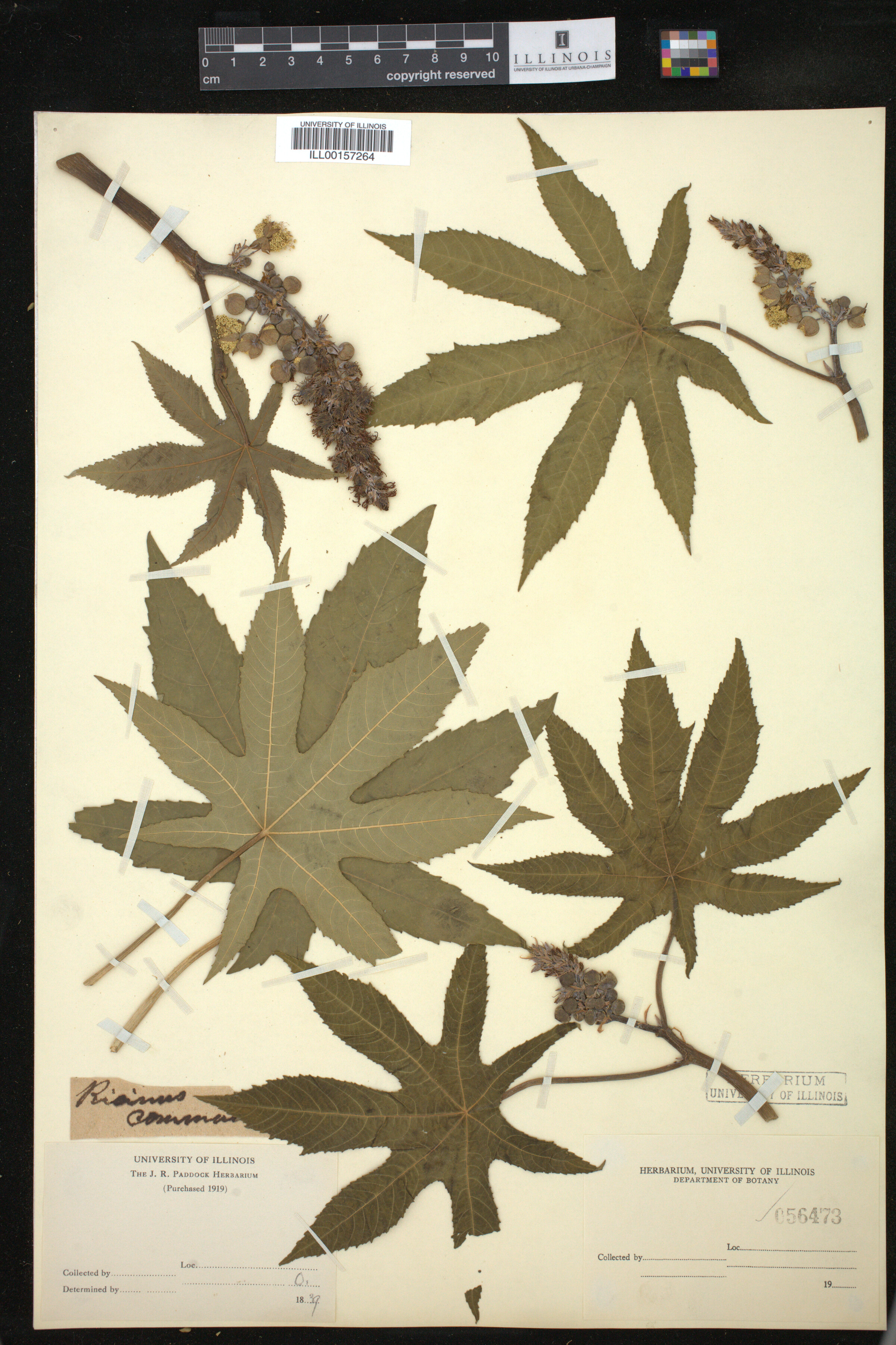 Ricinus communis image
