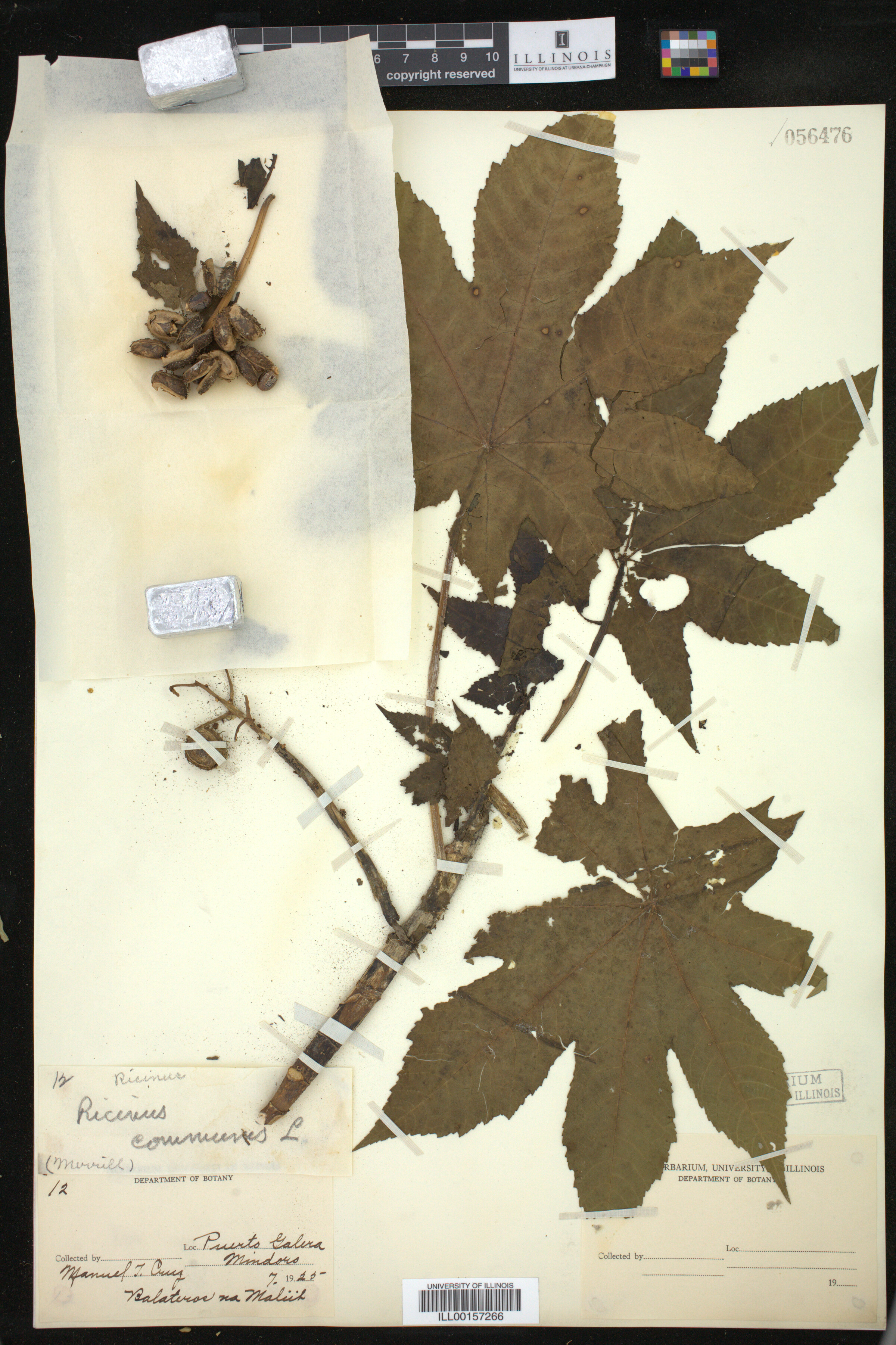 Ricinus communis image