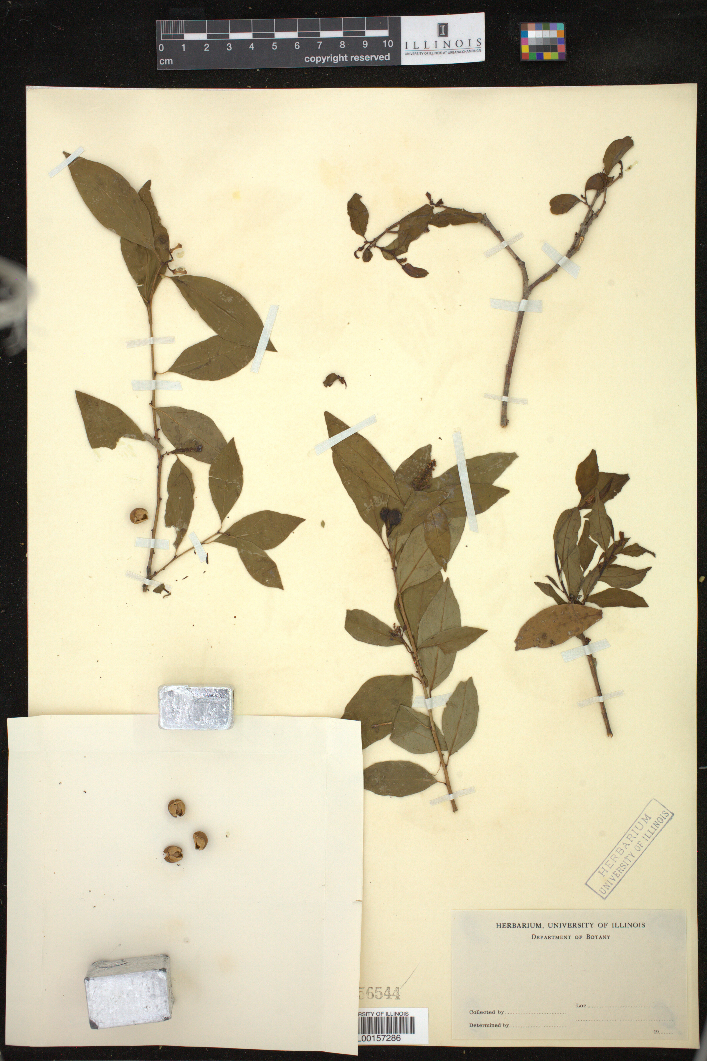Ditrysinia fruticosa image