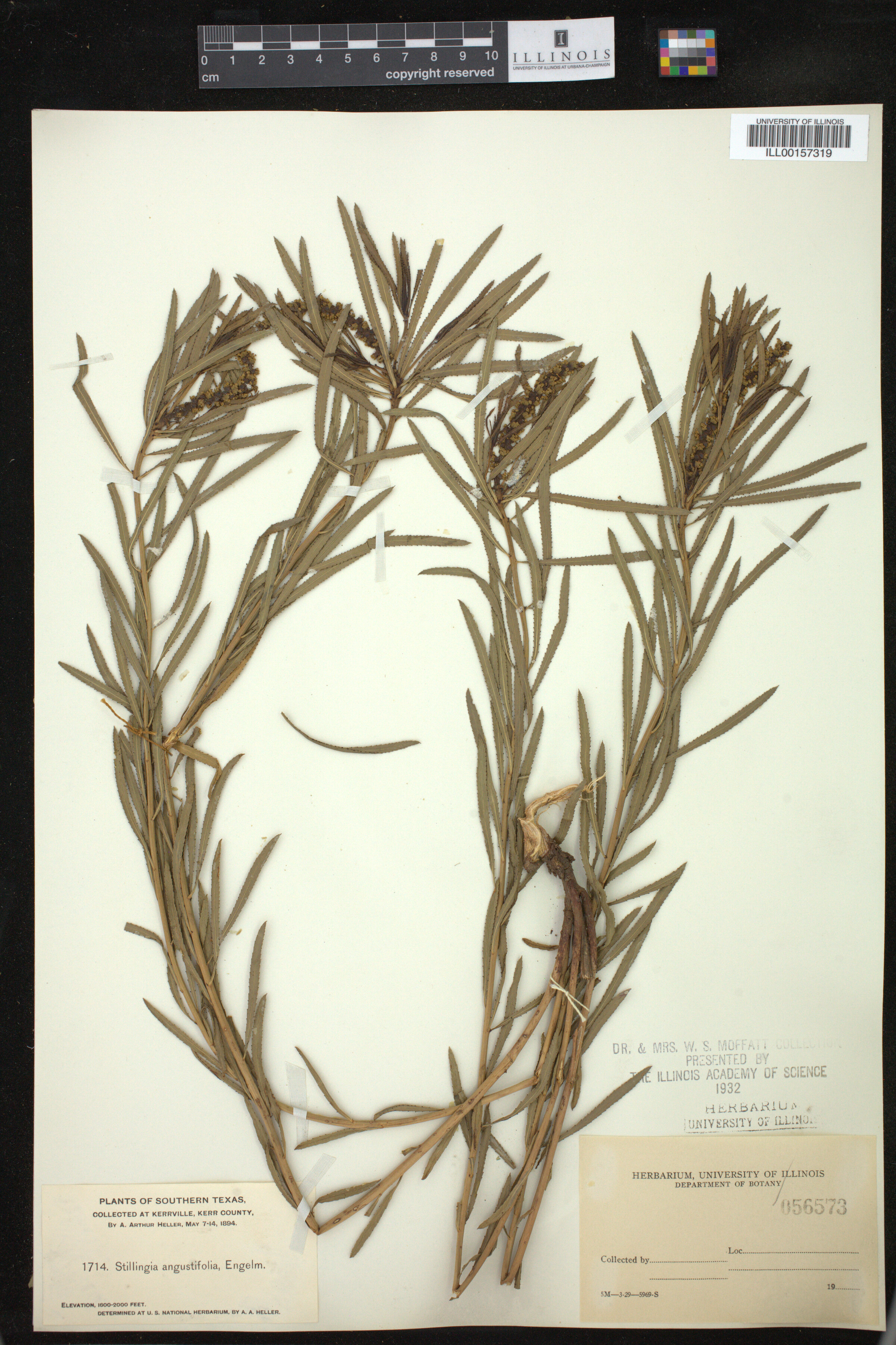 Stillingia sylvatica image