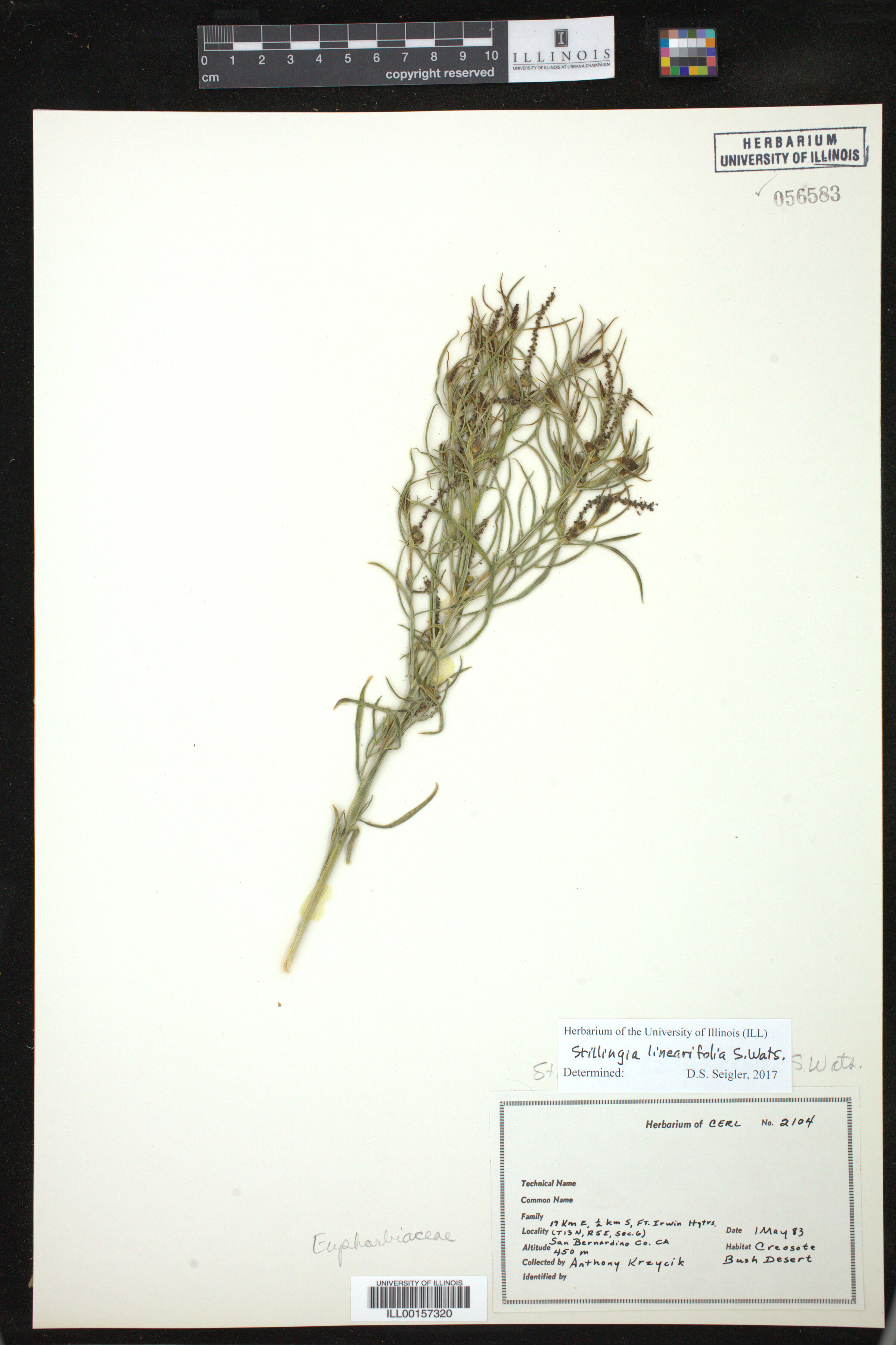 Stillingia linearifolia image