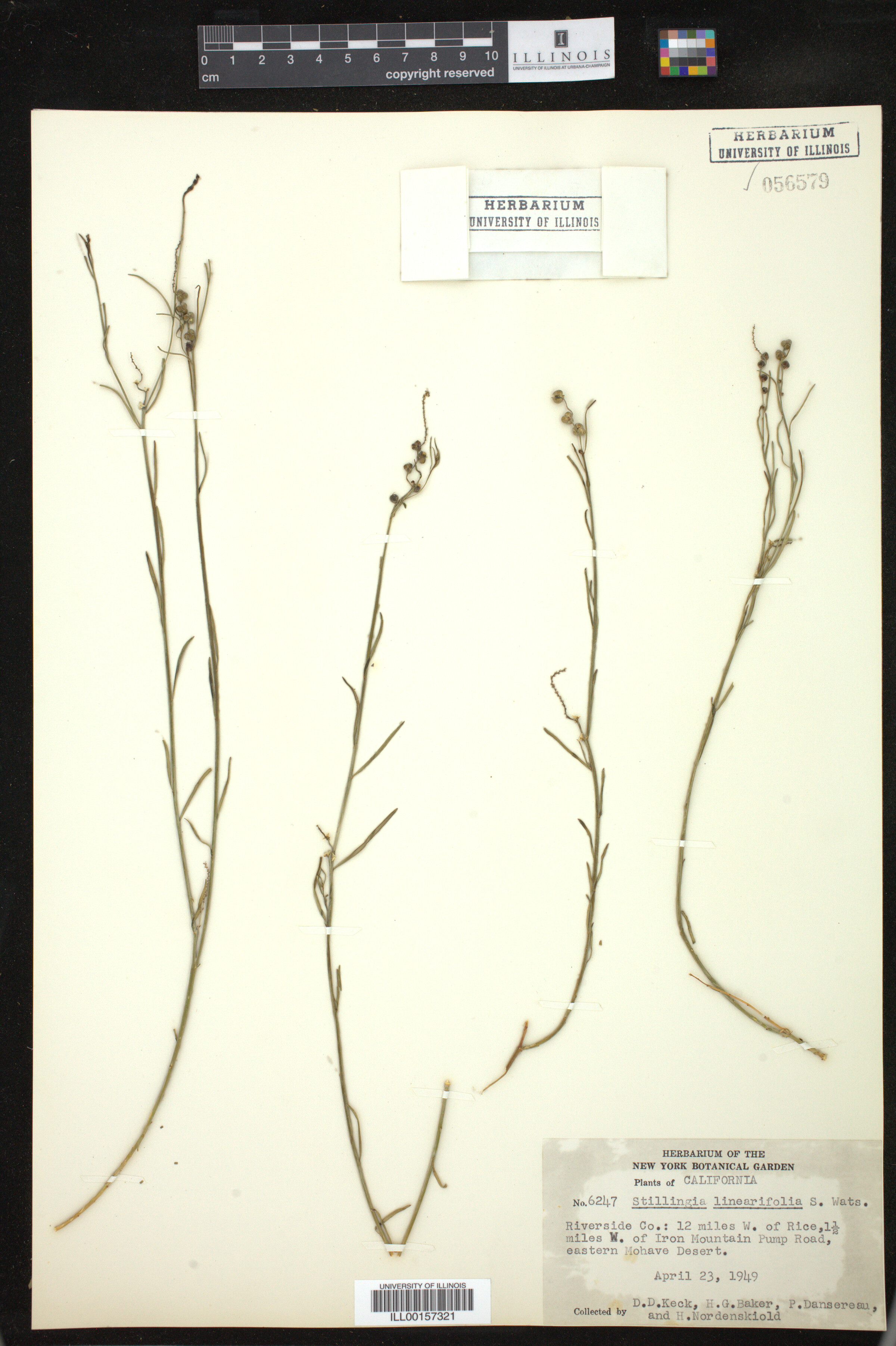 Stillingia linearifolia image